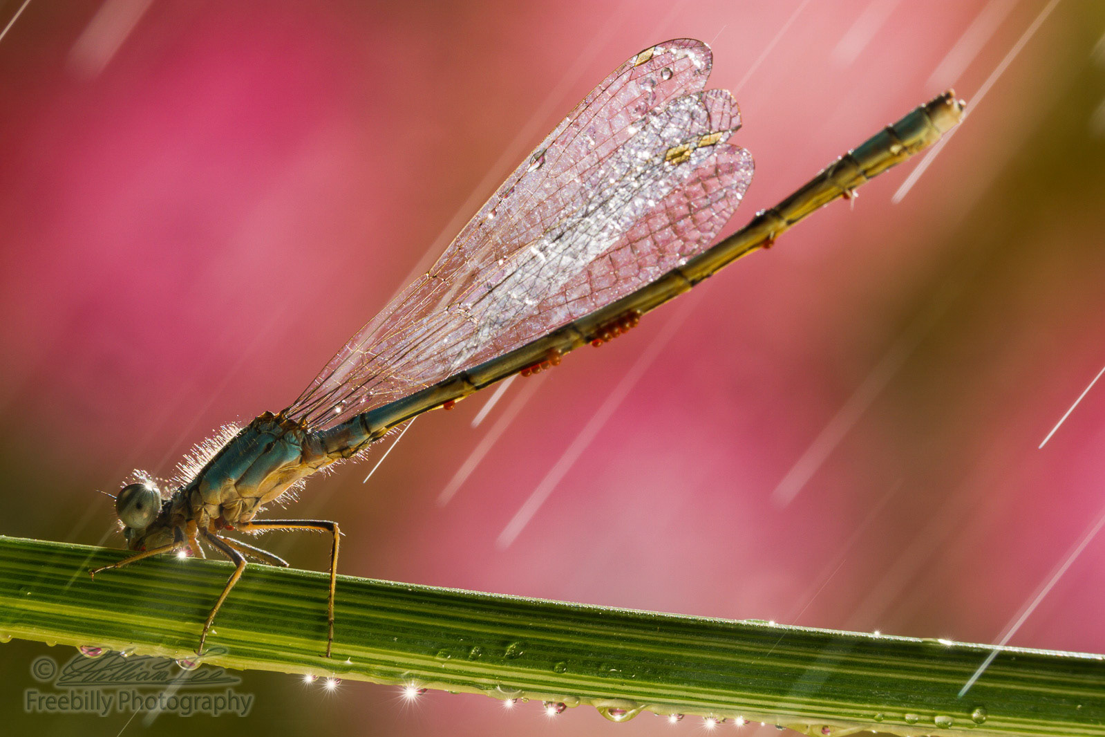 This is a photograph of a damselfly with eggs in some drizzle