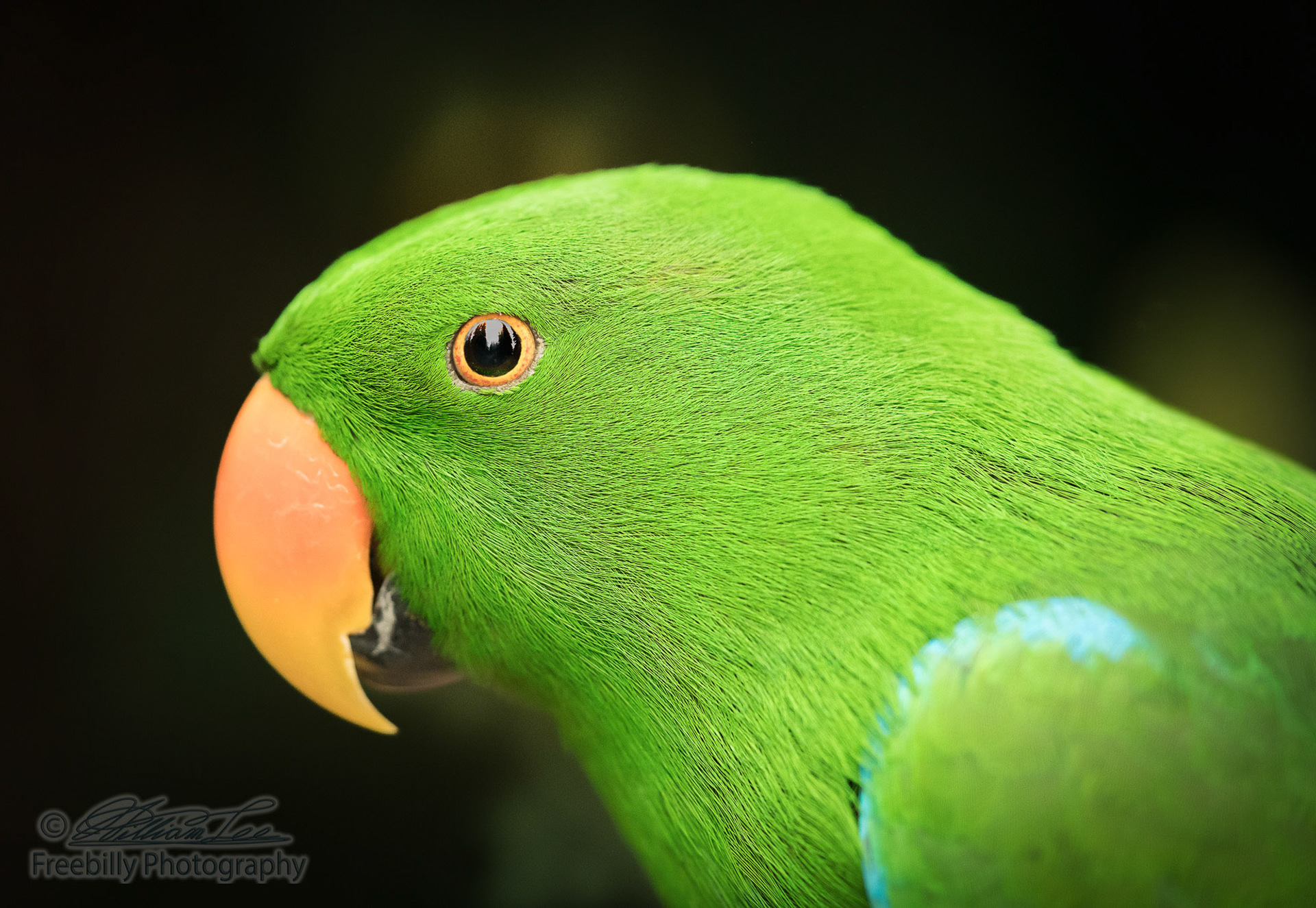 A head shot of a green parrot with orange beak