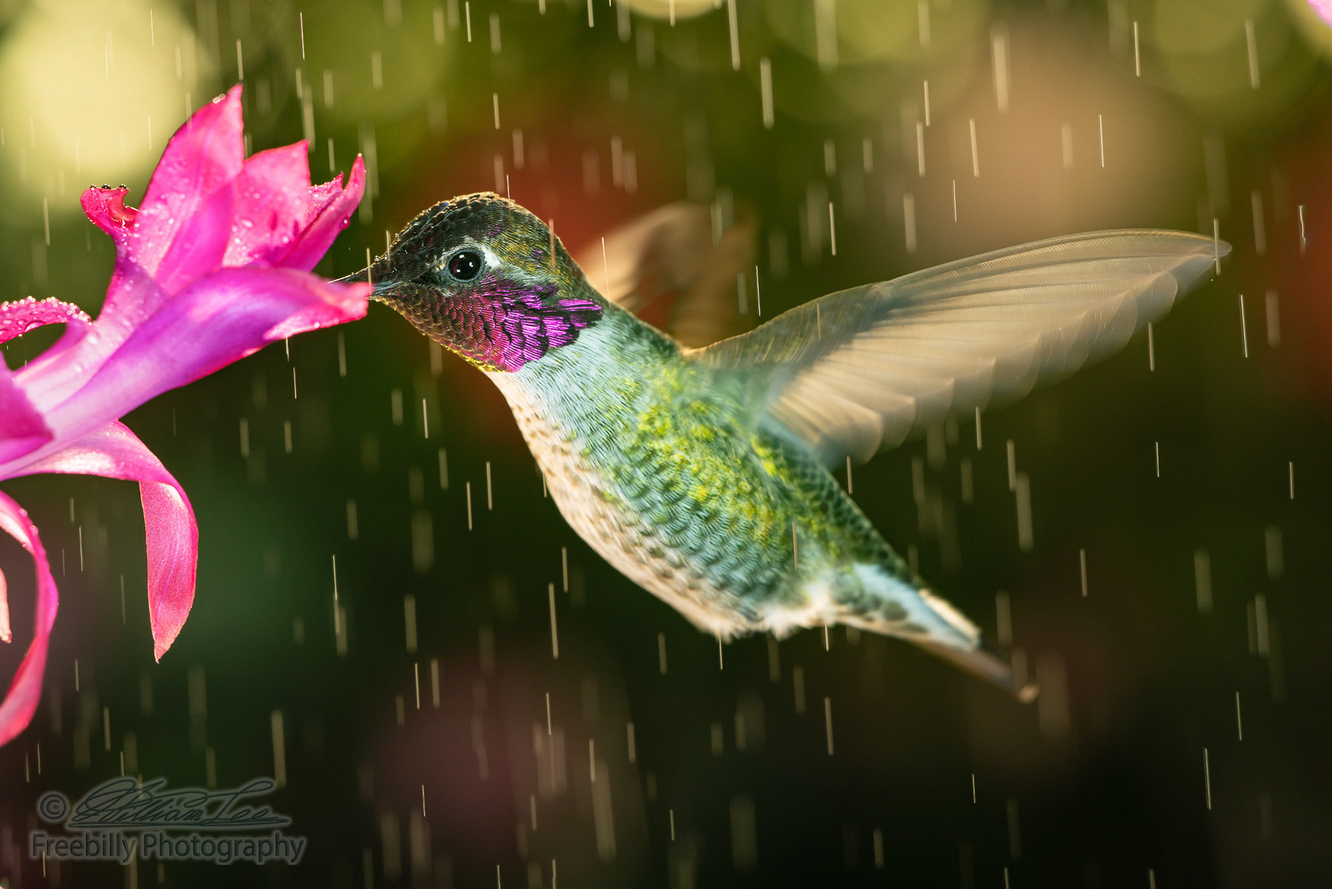 Beautiful male hummingbird visiting pink flower in rainy day