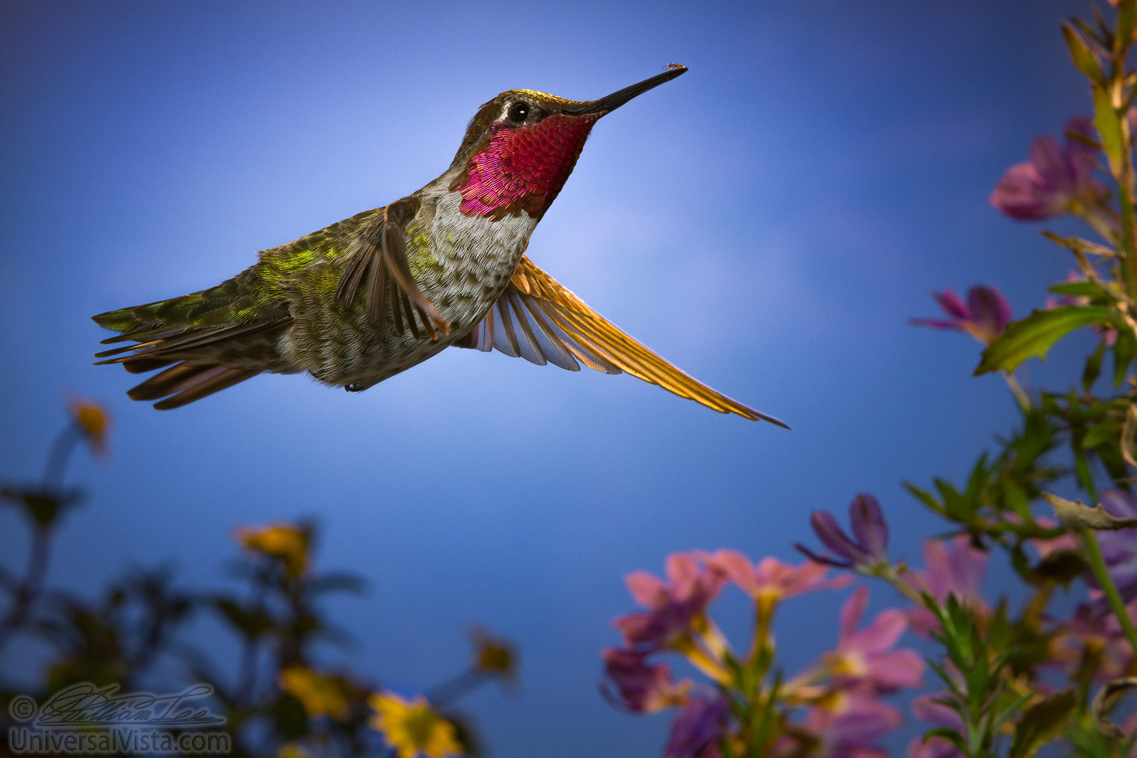 An ant standing on the beak of a hummingbird who is hovering around flowers.