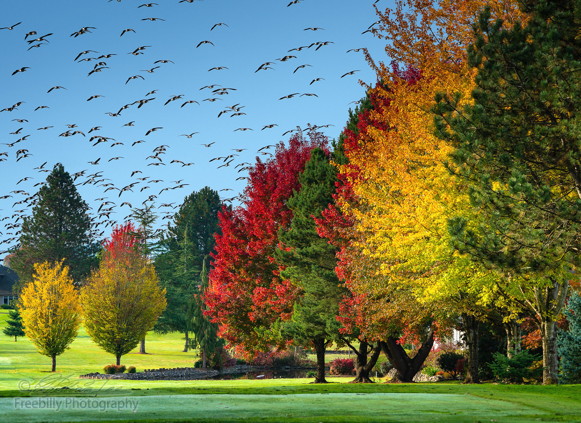 A photograph of many wild birds flying over colorful autumn foliage