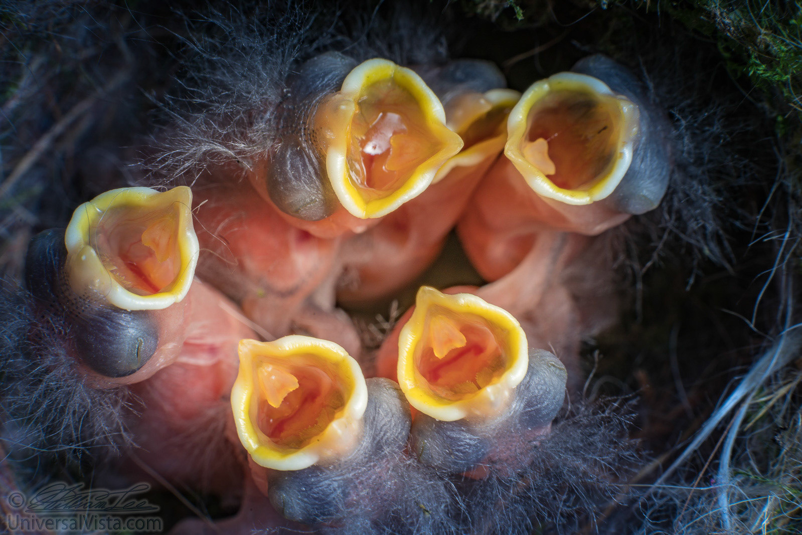 New born baby chickadees open mouths. The video of them is here: https://www.shutterstock.com/video/clip-16770922