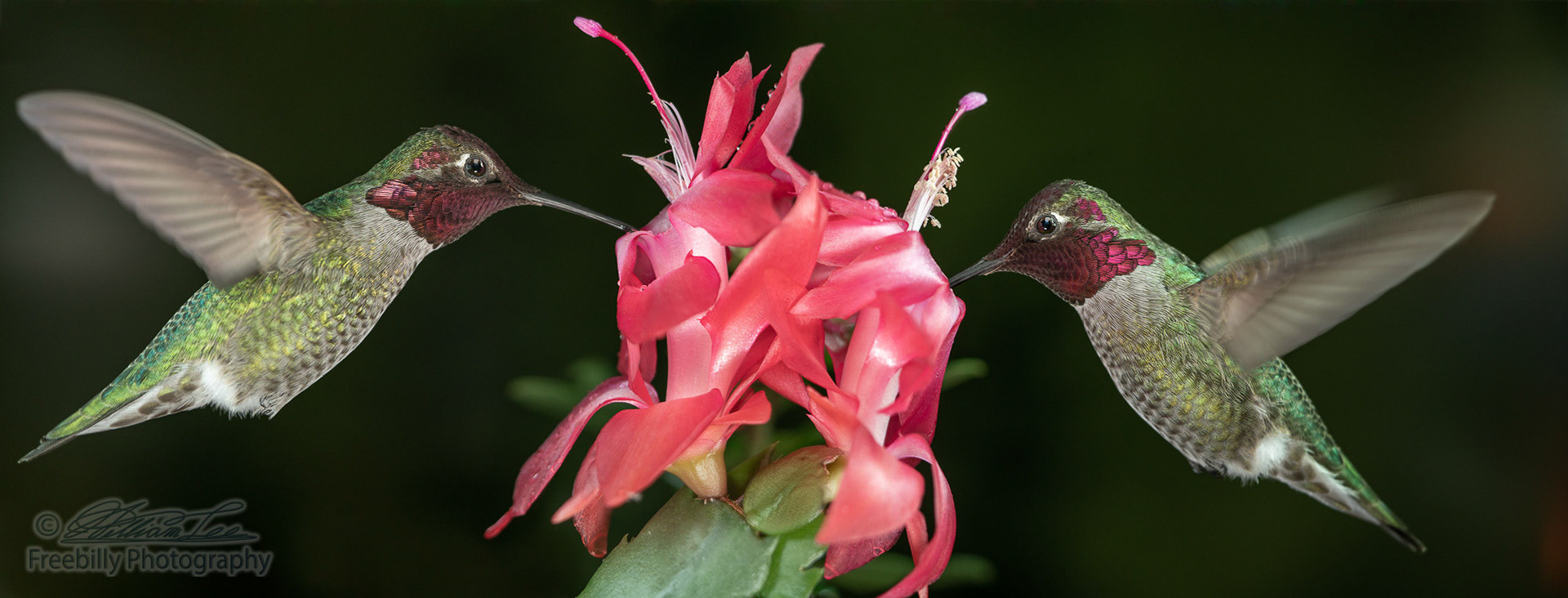 Two male hummingbirds and two pink flowers