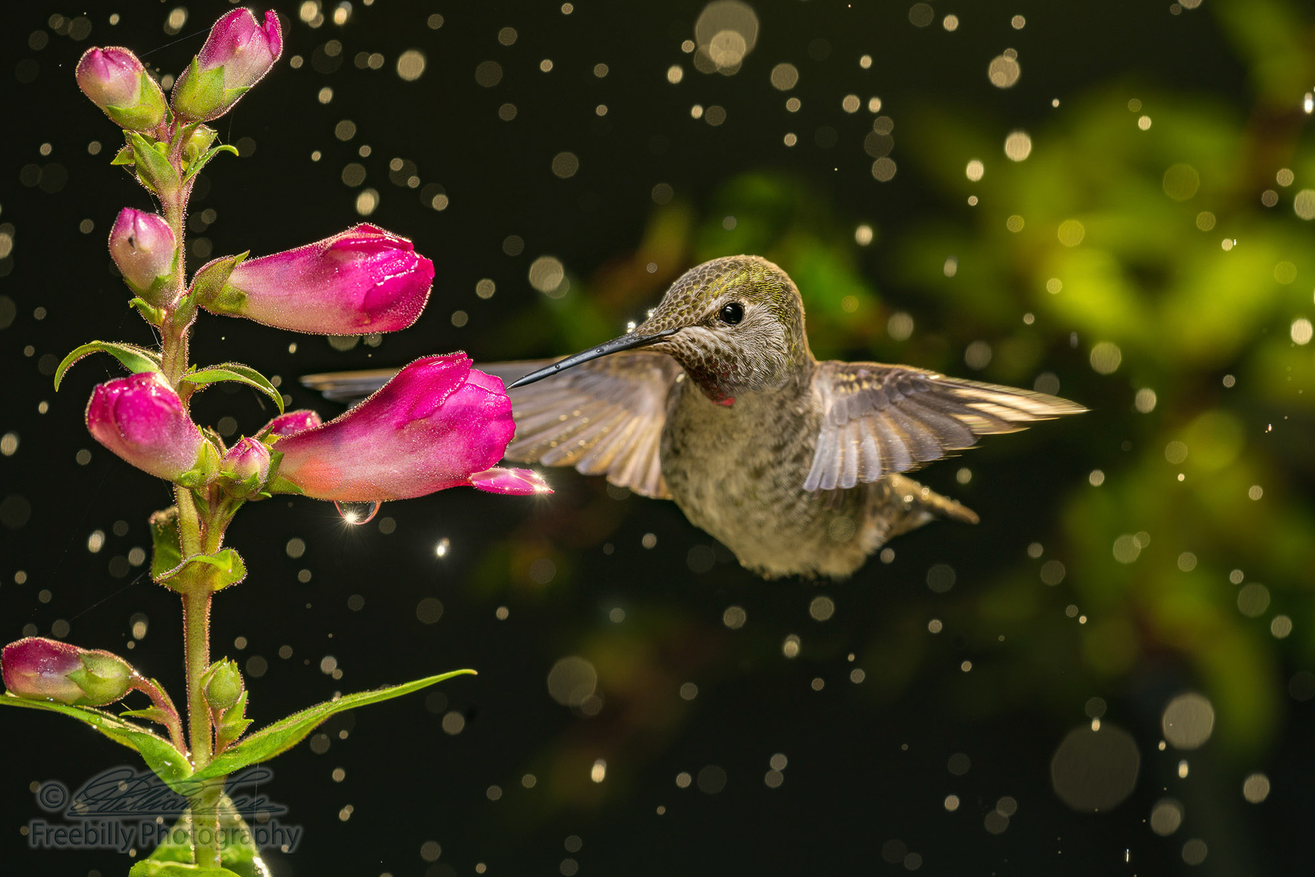 Hummingbird visits flowers in raining day.