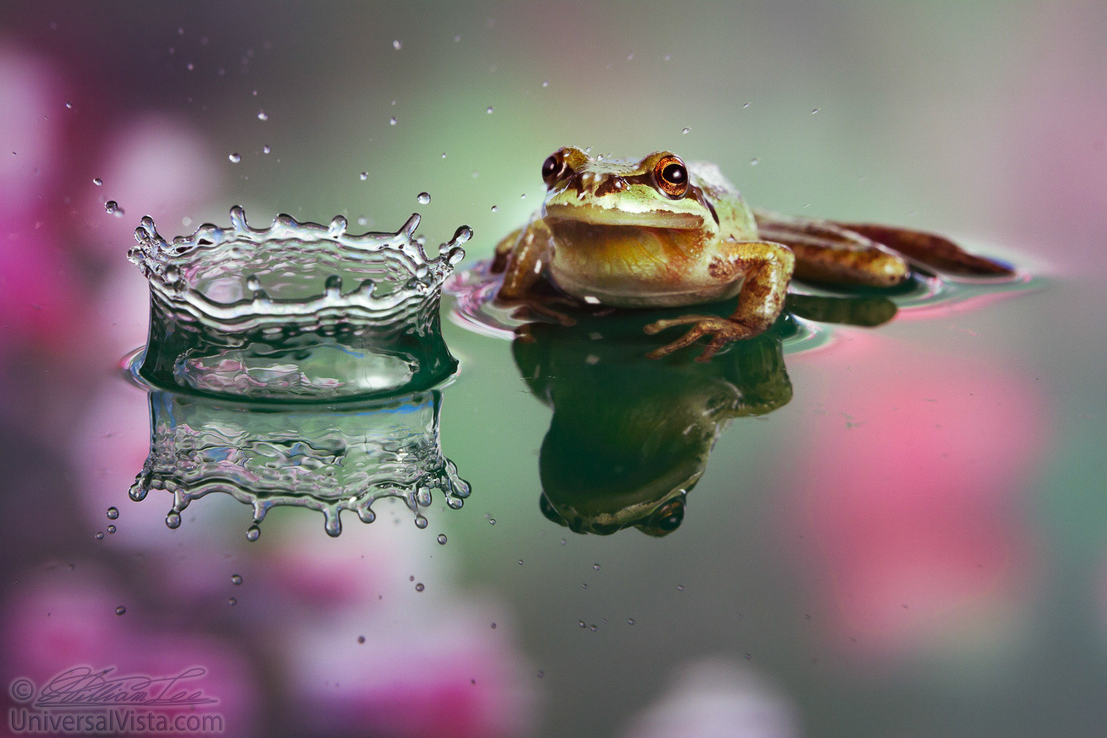 This is a photograph of a frog sitting in front of a crown splash.