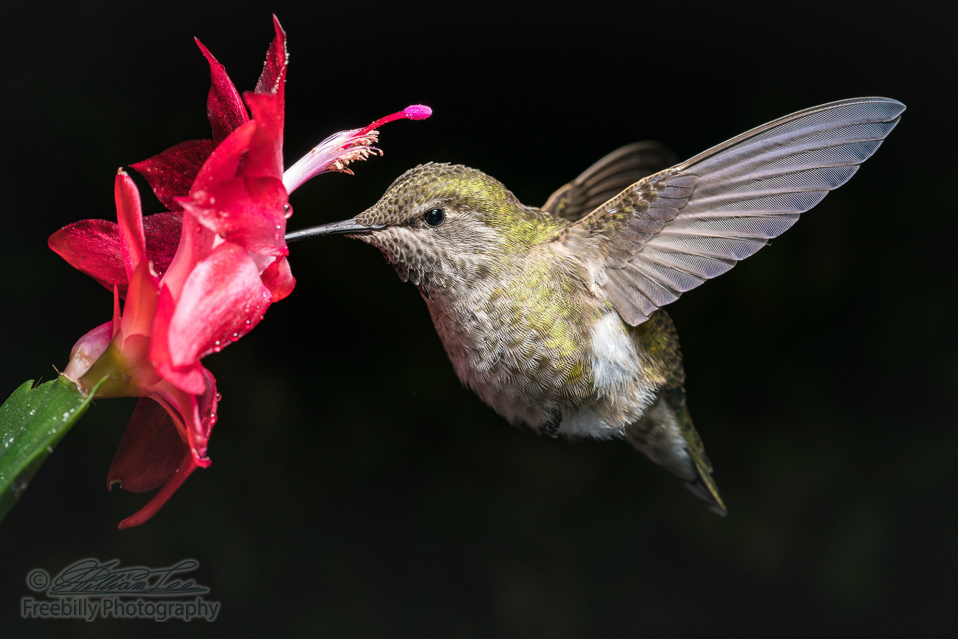 This is a female hummingbird and red flower with very dark background