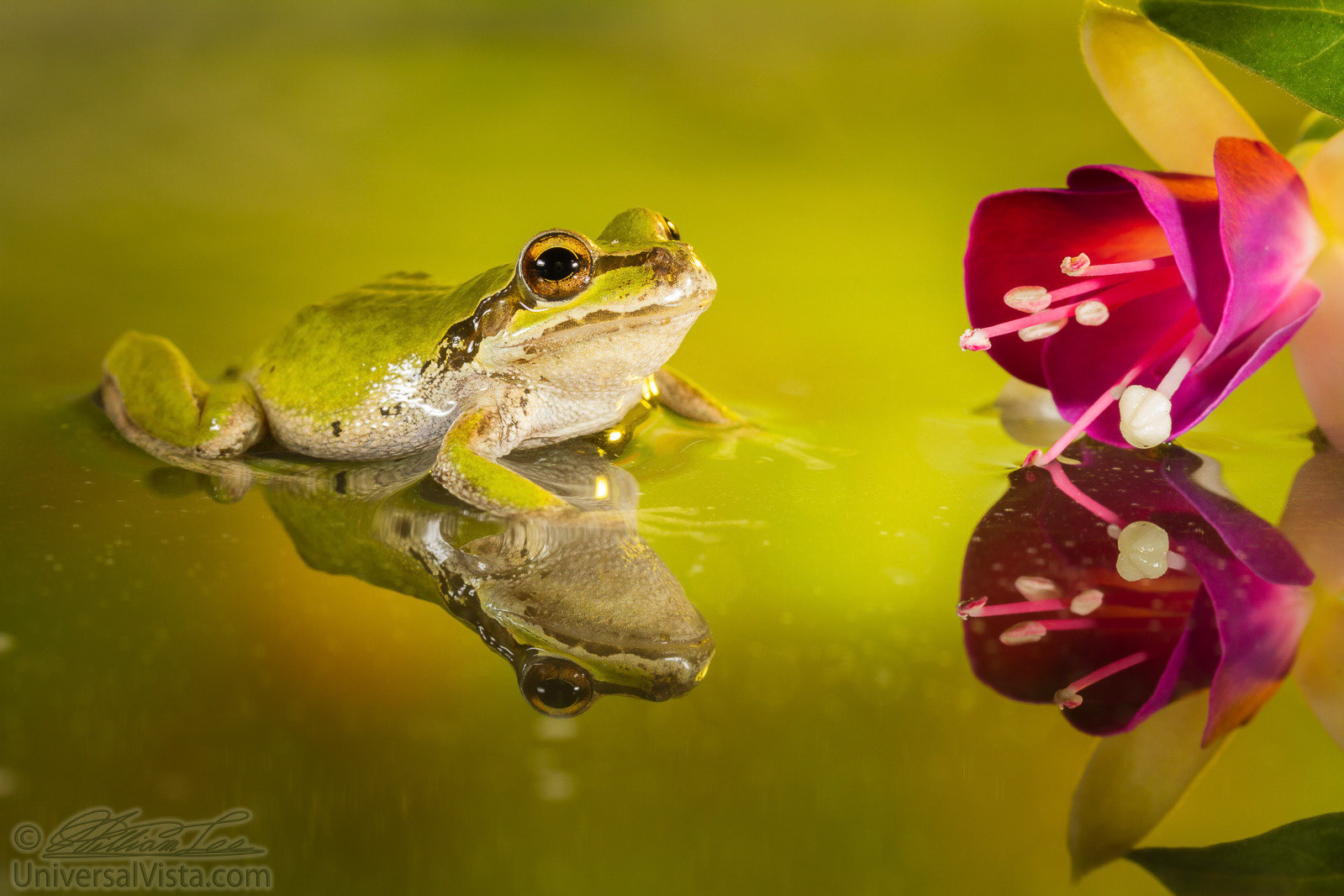 This is a macro shot of a frog sitting in shallow water near a fuchsia