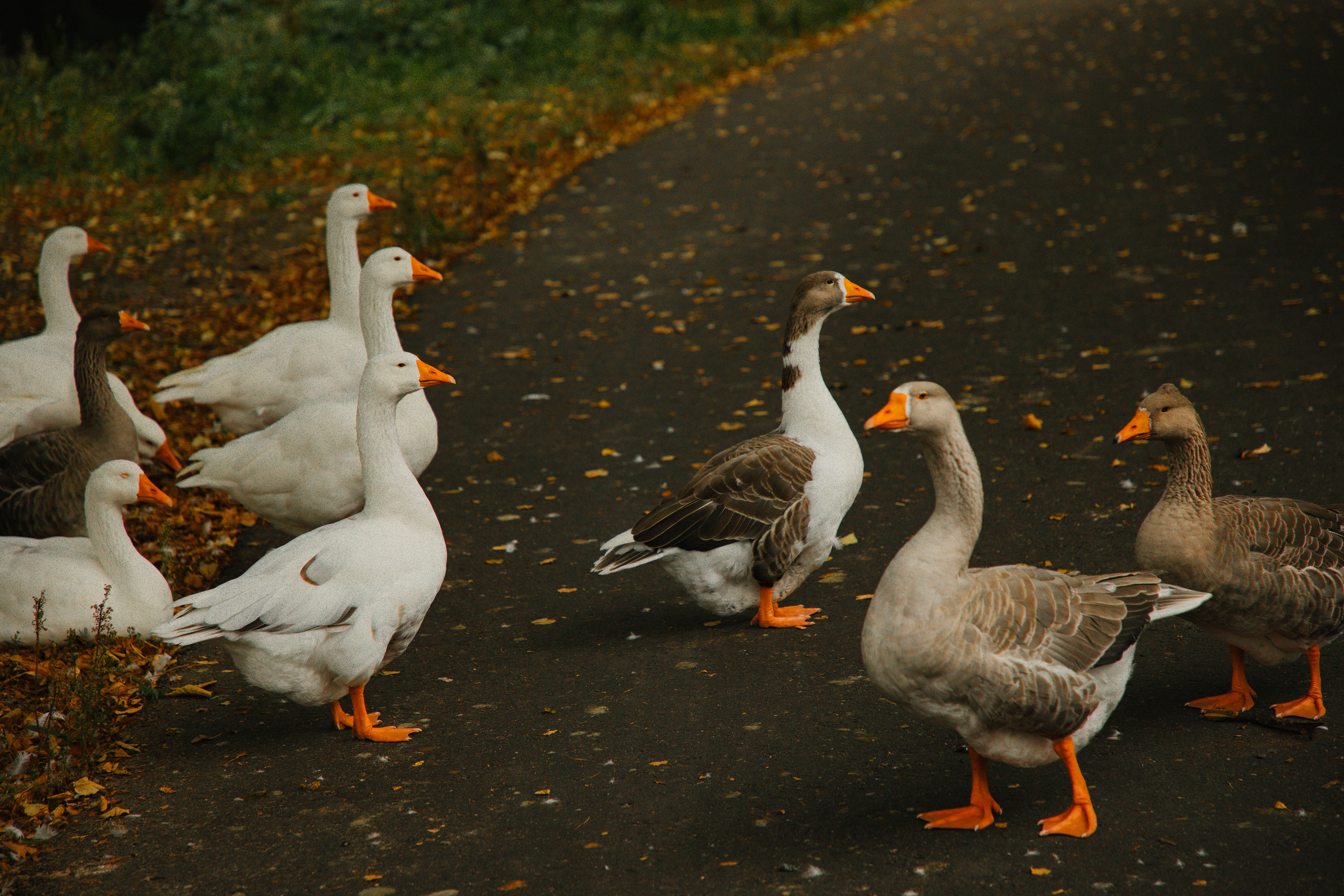 flock of geese in the netherlands searching for food