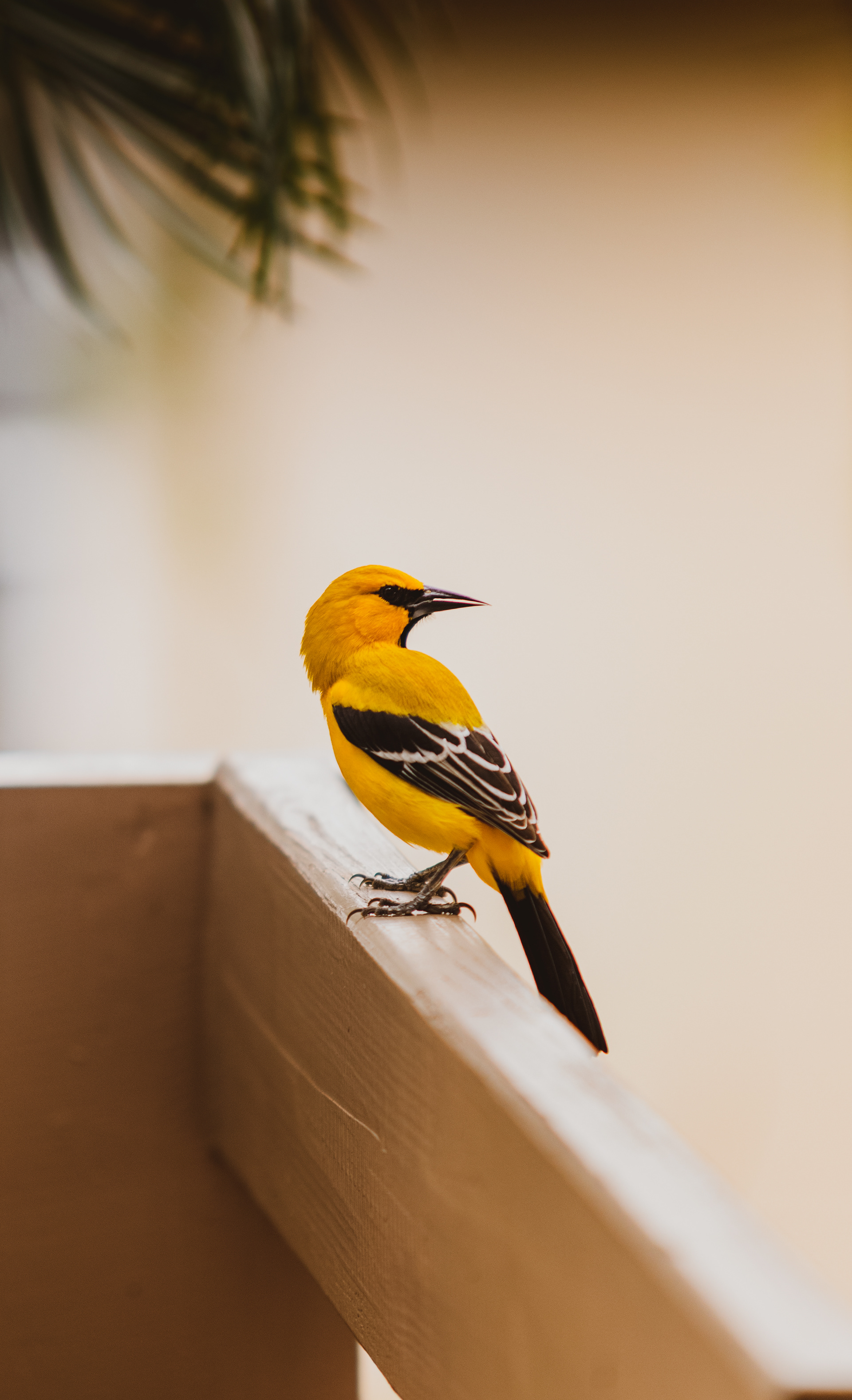 the yellow oriole (or in our native papiamentu language "trupial kacho")