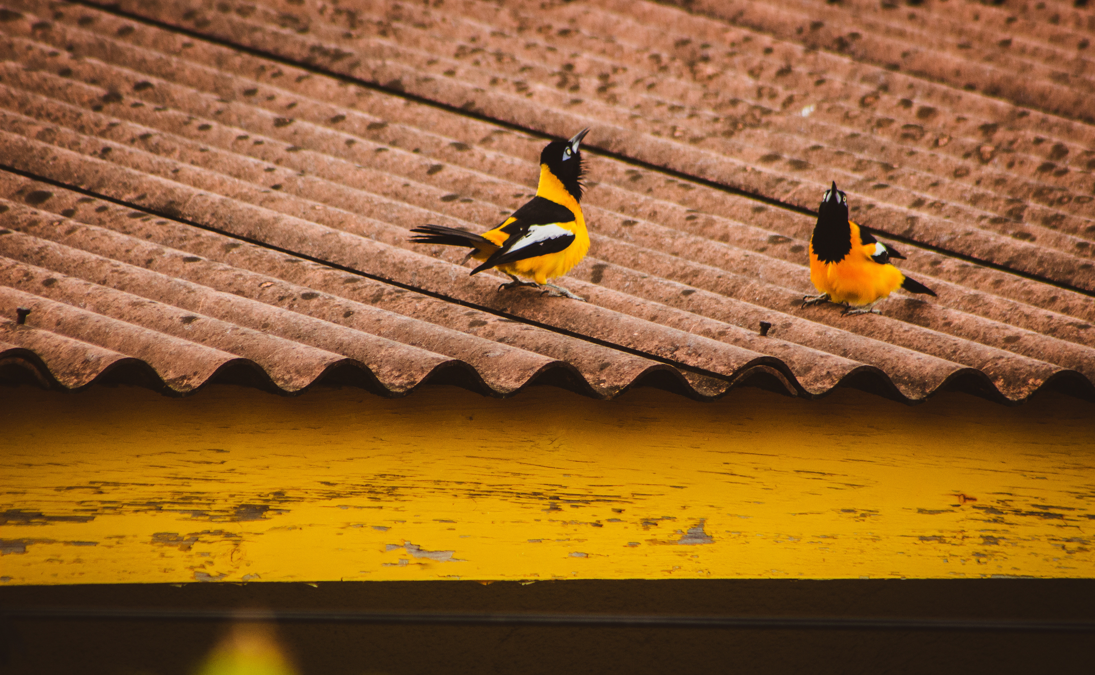 two trupials dancing with each other