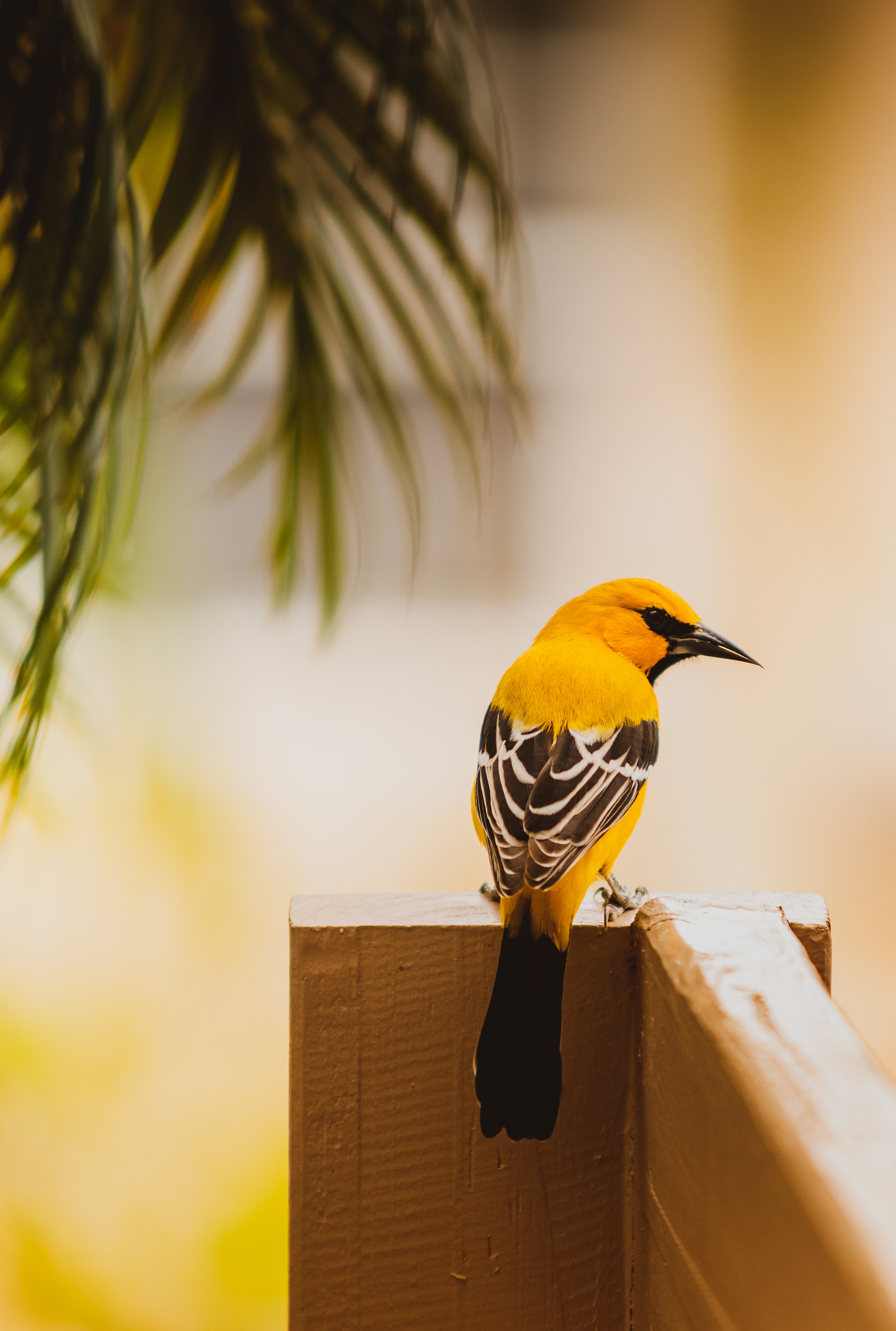 the yellow oriole (or in our native papiamentu language "trupial kacho")