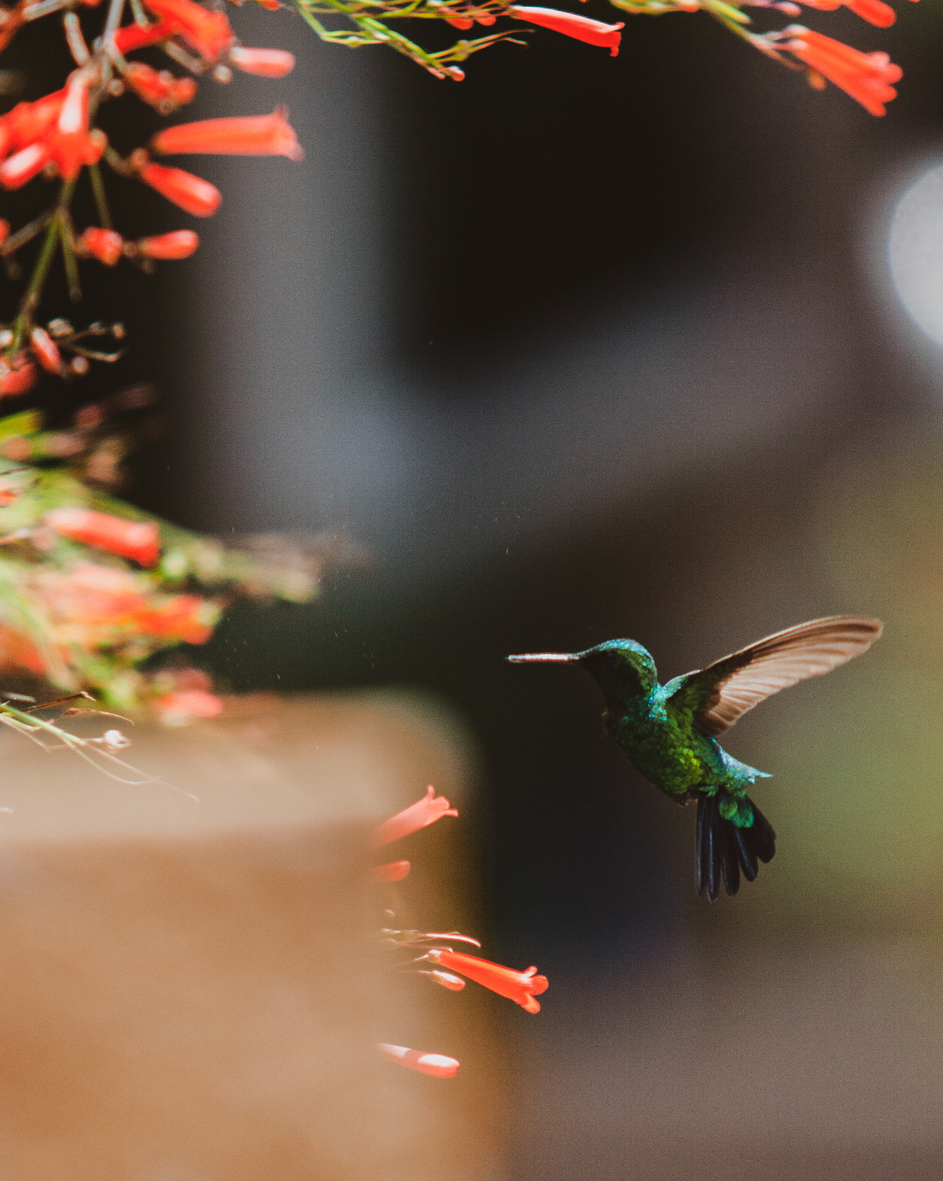 hubbingbird in mid flight