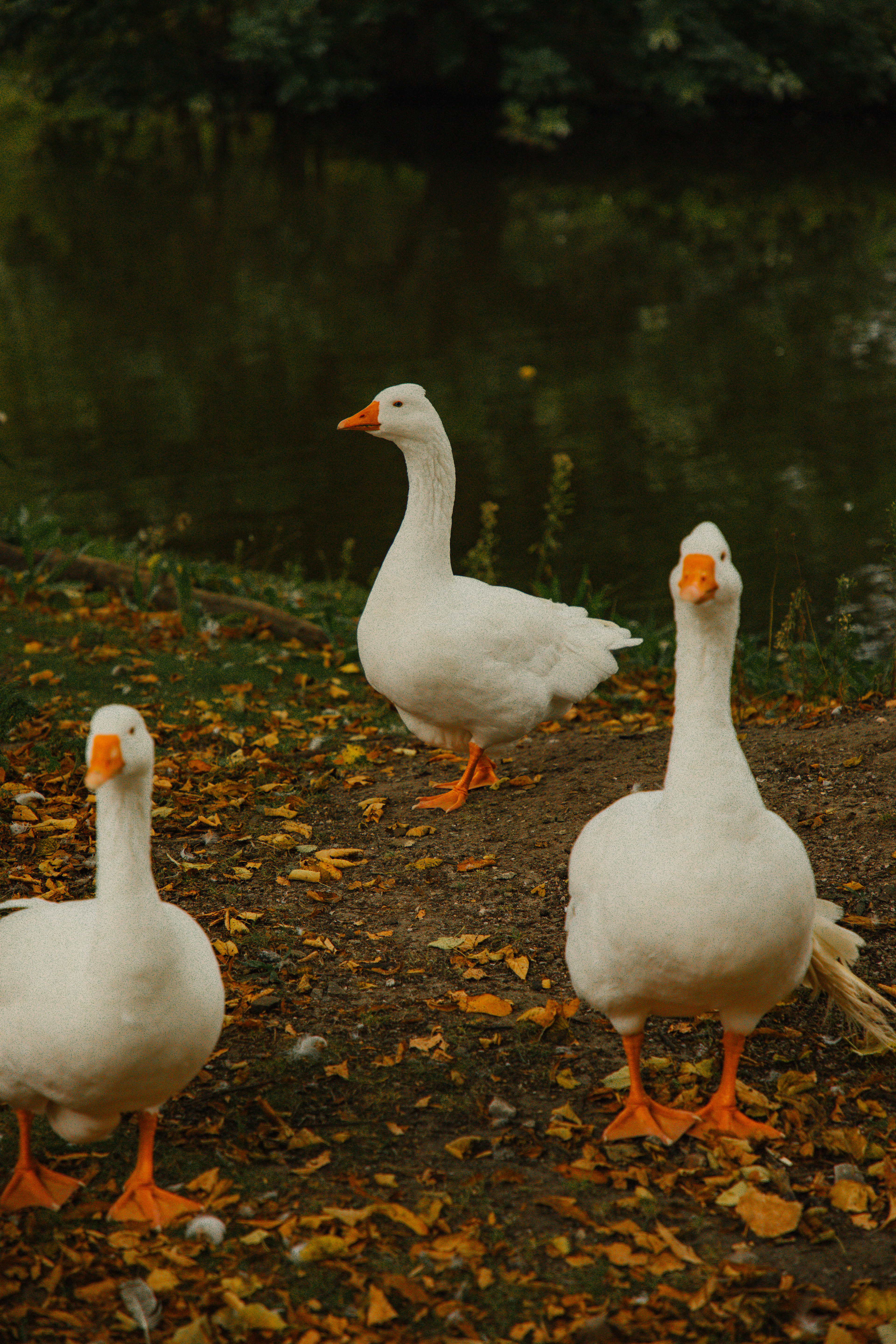 white majestic wild geese