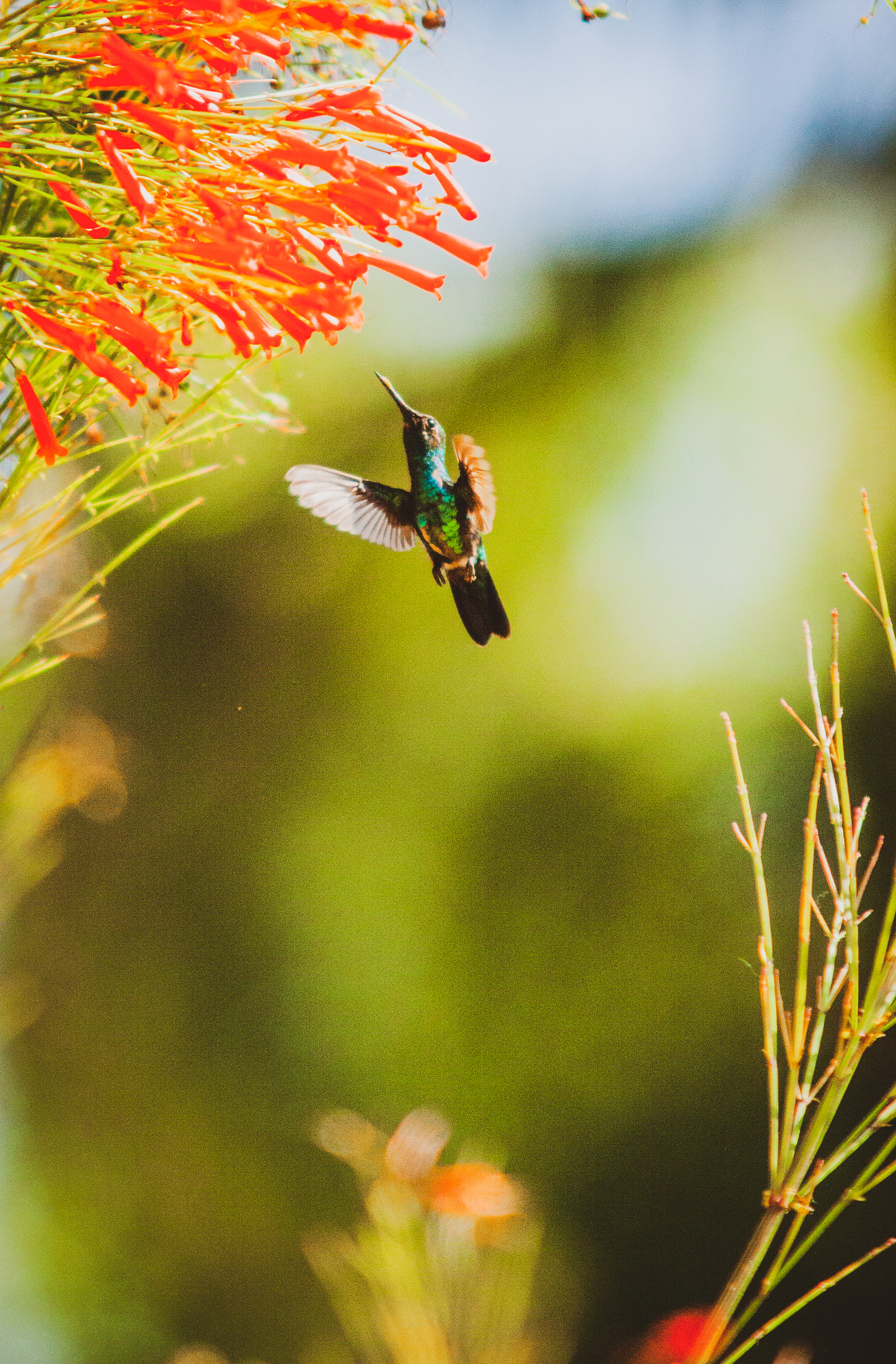 hummingbird mid flight