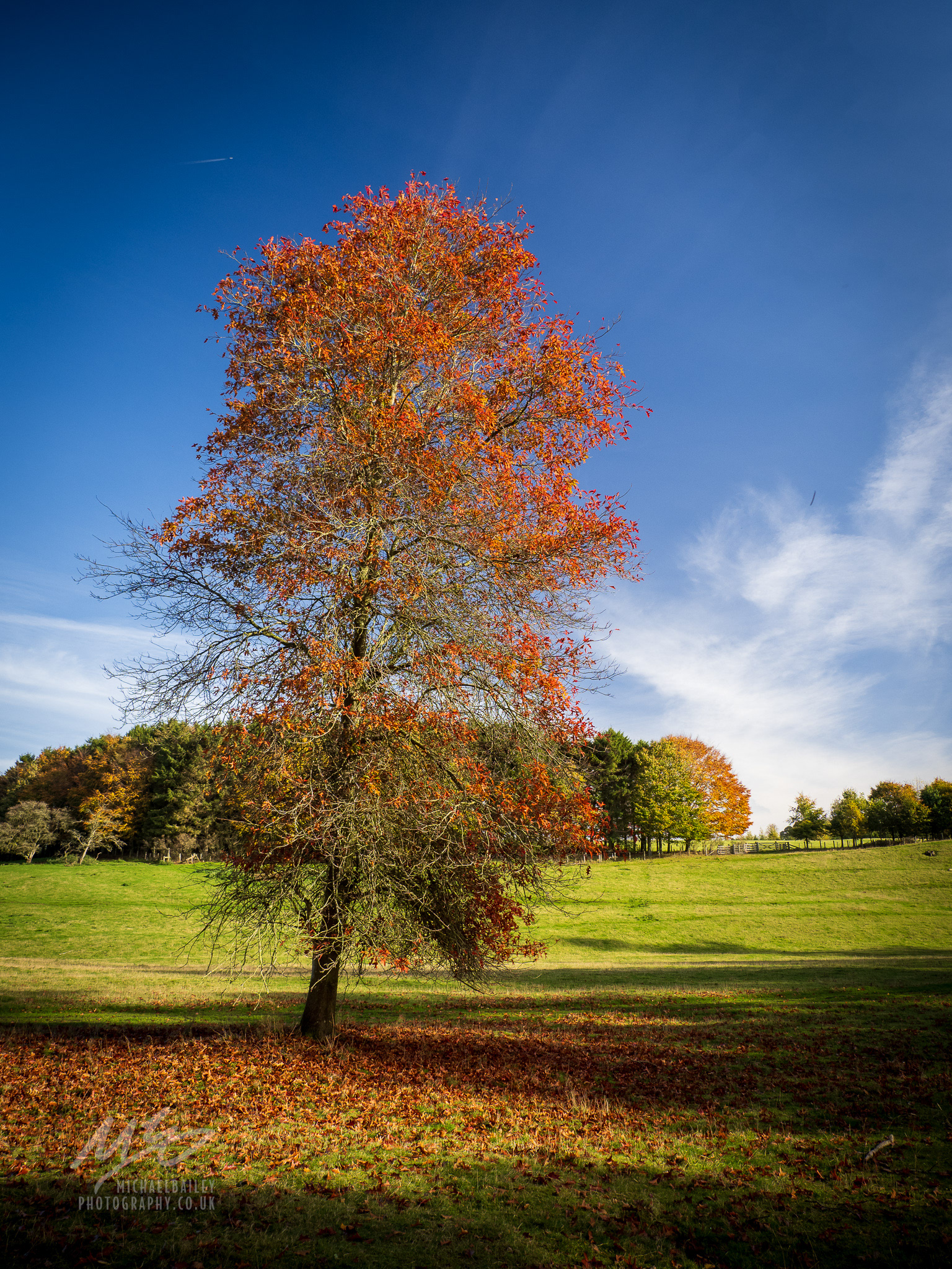 Hulne Park, Alnwick, Northumberland
