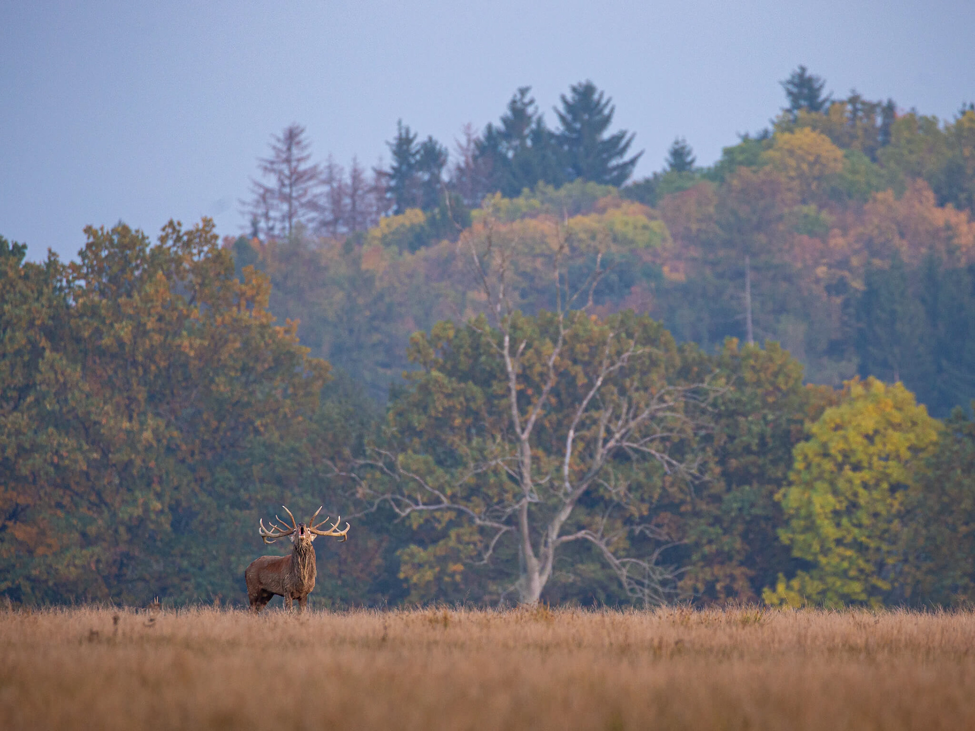Jelen v říji a troubení jelenů na Šumavě