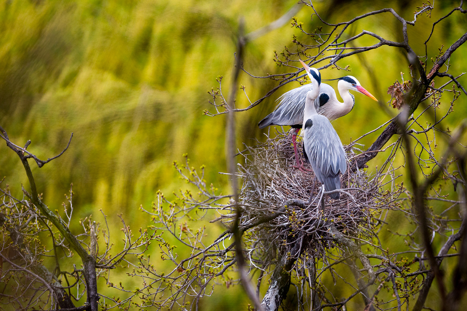 grey heron, prague zoo, vaclav krizek, wildlife photography, bird photography