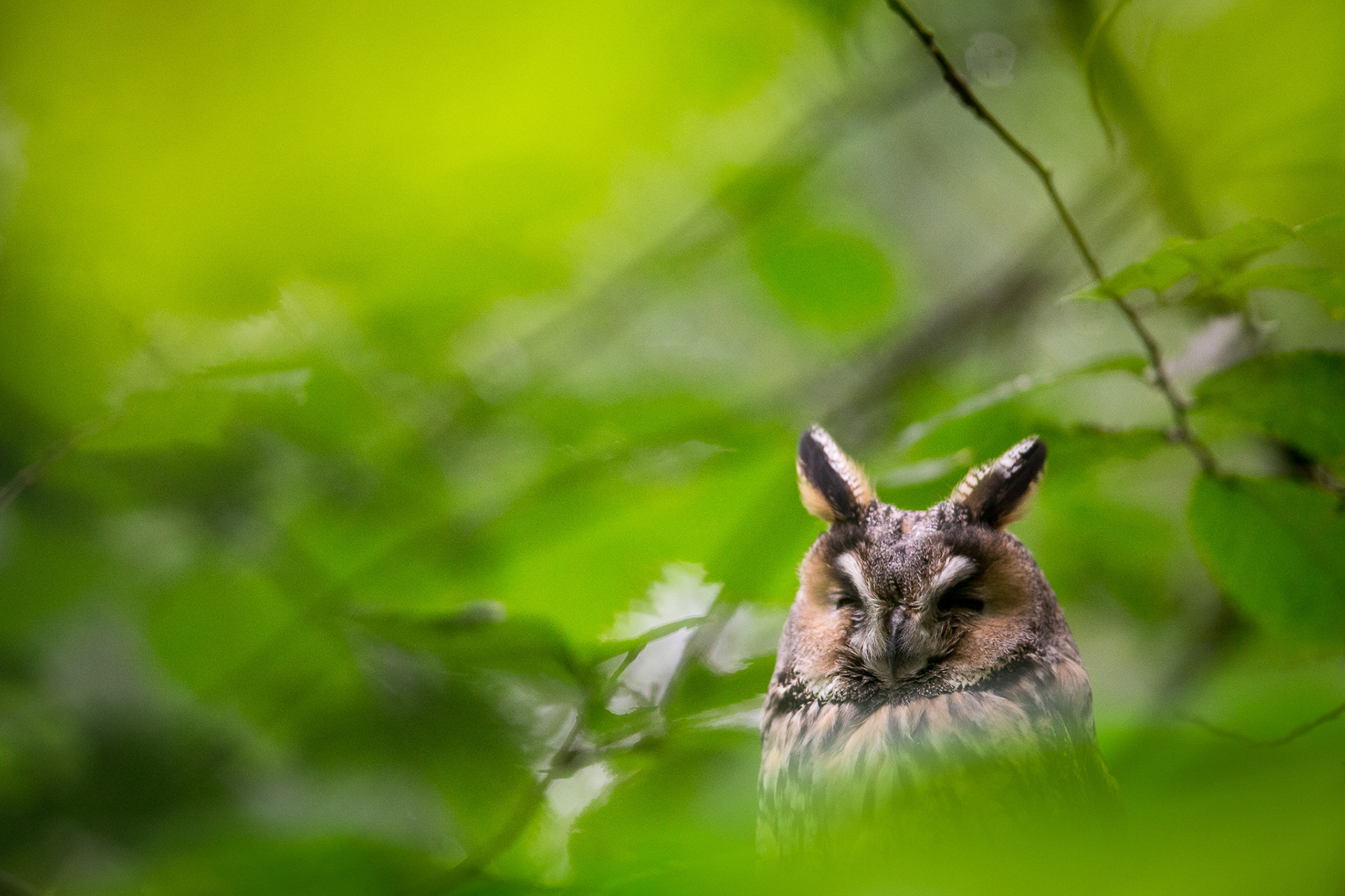 kalous usaty, asio otus, long eared owl, vaclav krizek, wildlife