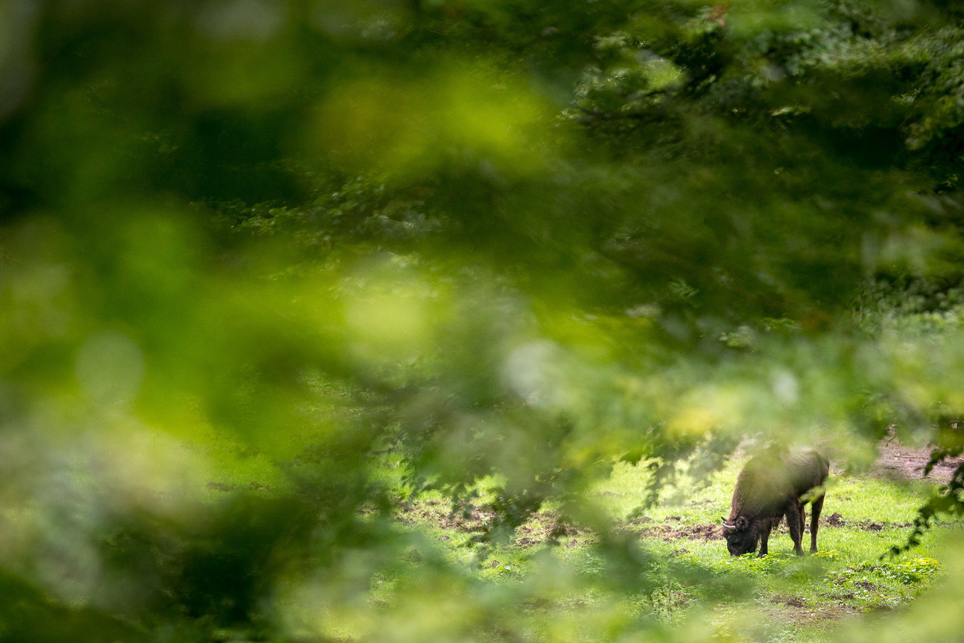 bison bonasus, zubr evropsky, vaclav krizek, wildlife photography, shallow depth of field, bavarian forest