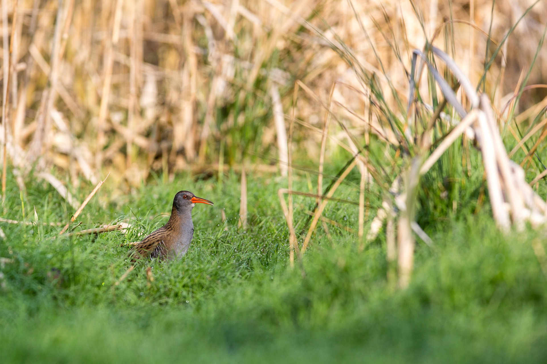 chrastal vodni, rakosí, vaclav krizek, wildlife, rallus aquaticus