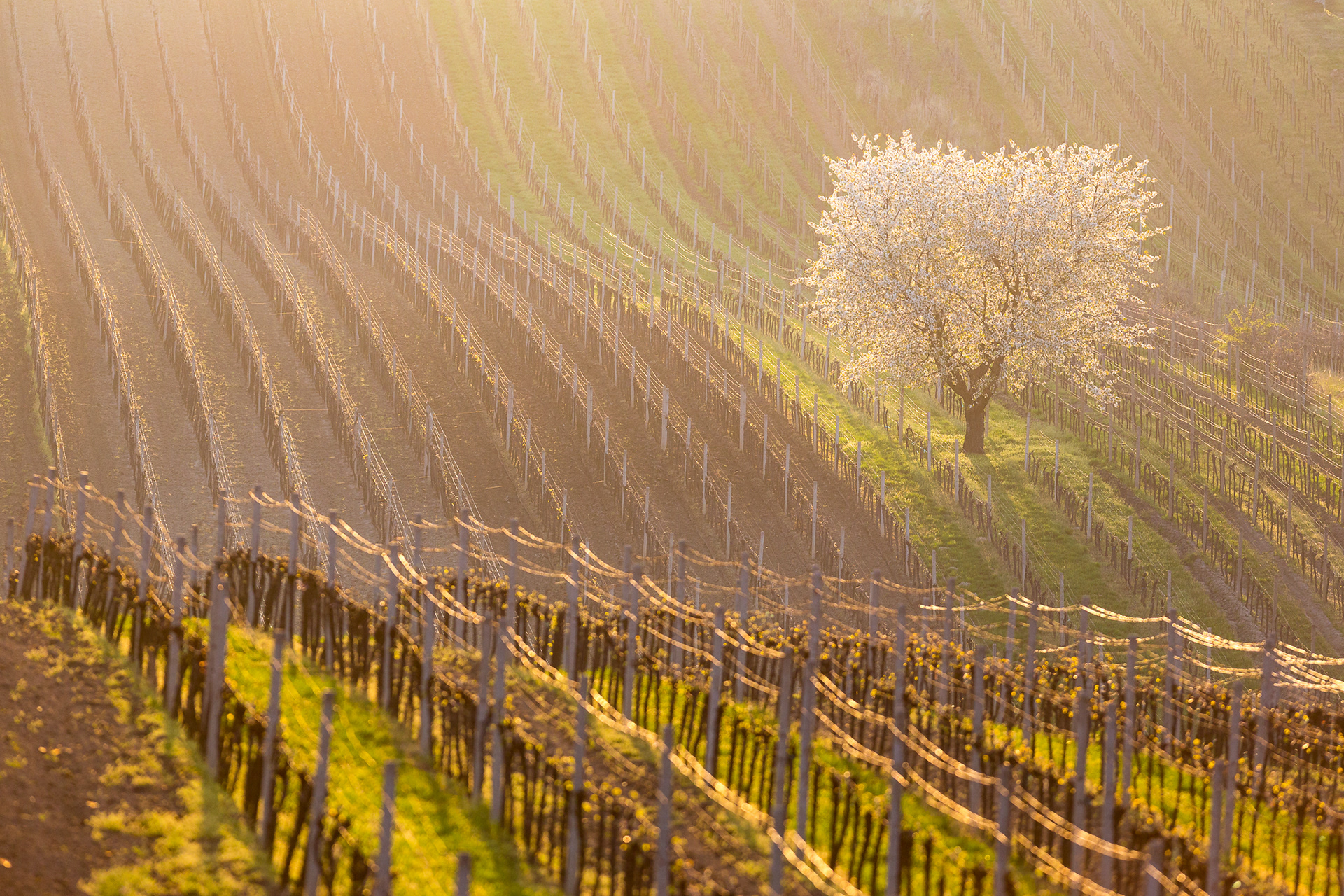 cherry blossom, vaclav krizek, southern moravia, moravian tuscany, photography guide moraviatuscany, moravia, wine tasting
