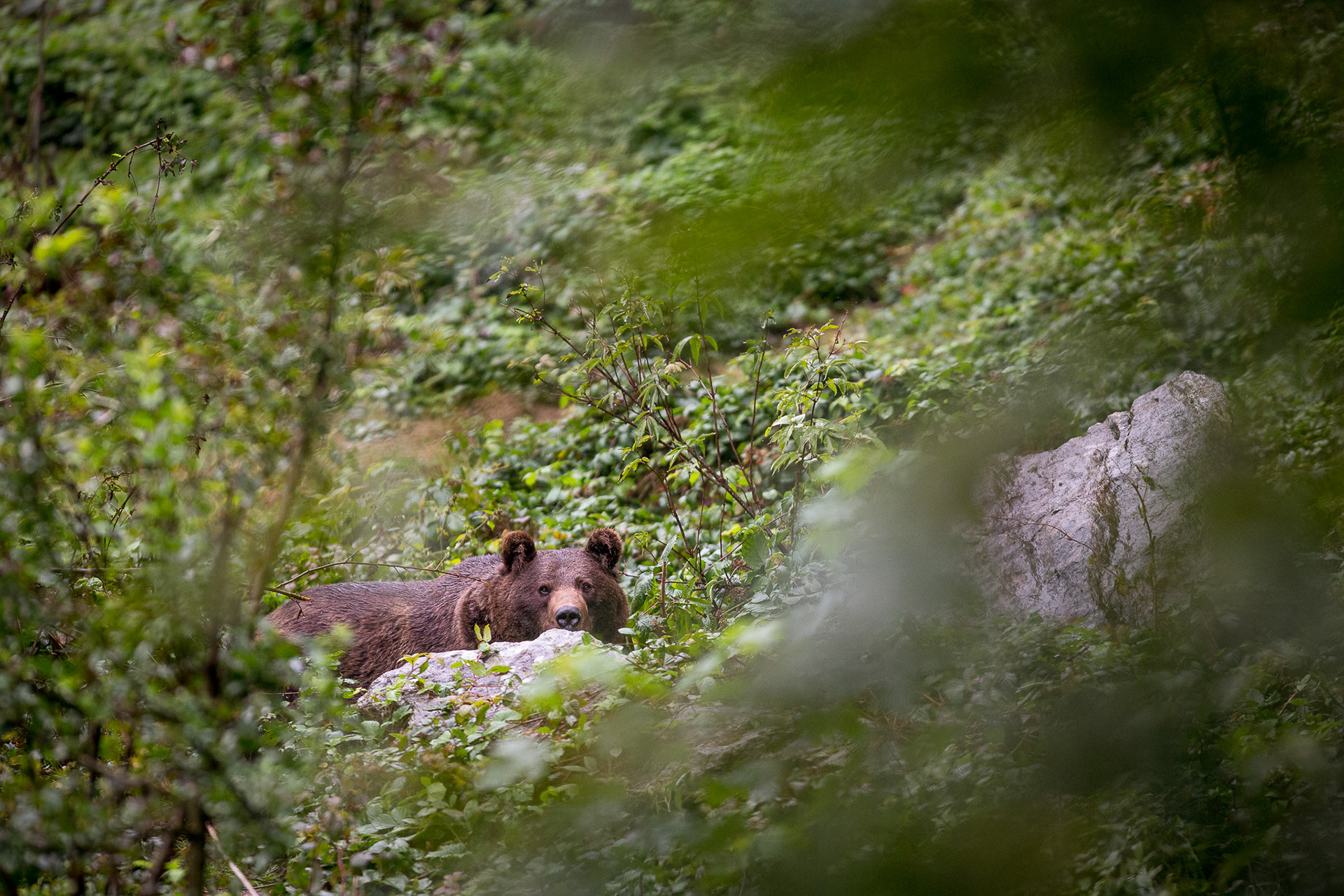 ursus arctos, medved hnedy, bavarian forest, wildlife photography, vaclav krizek
