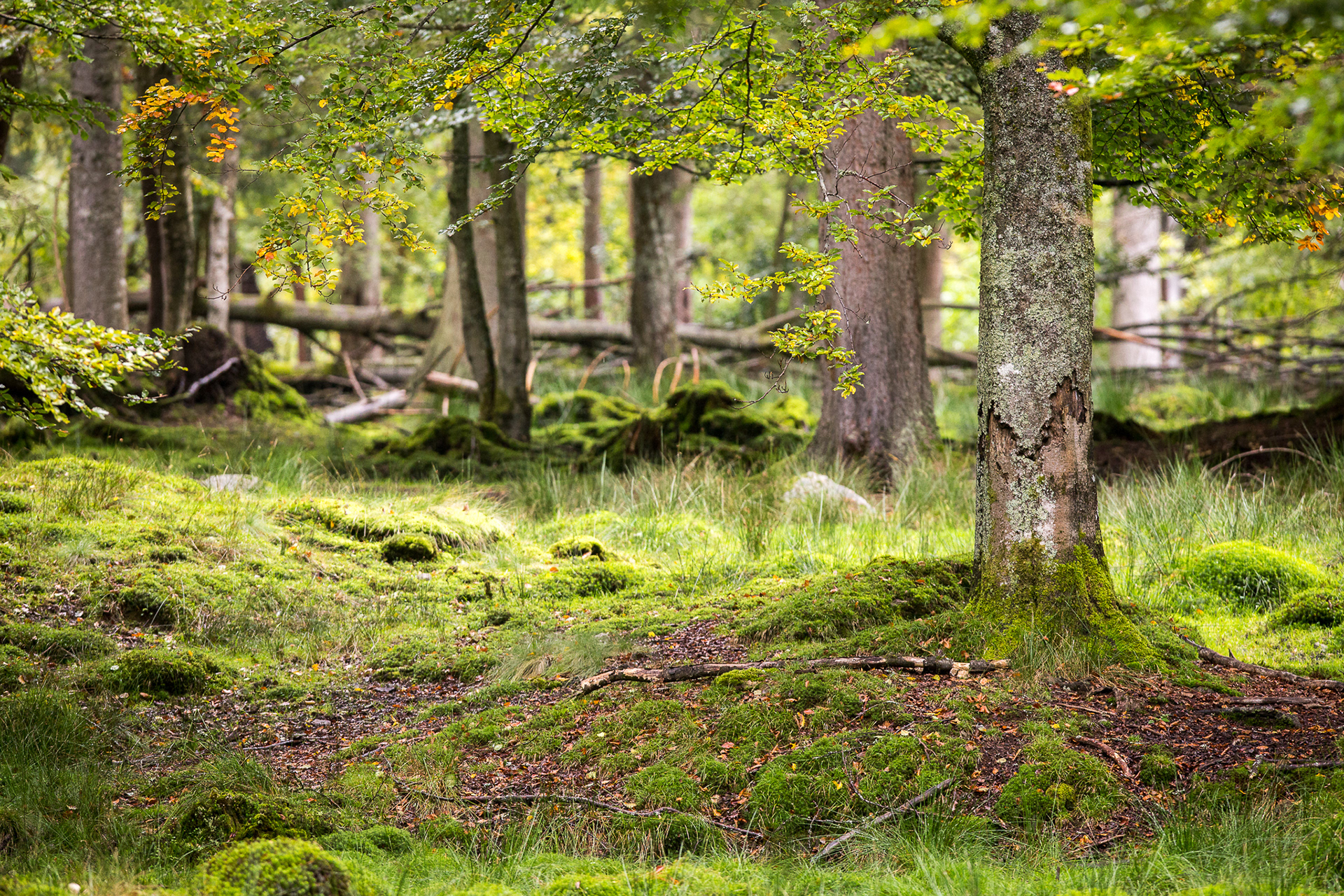bavaria, beech forest, germany, national park, vaclav krizek