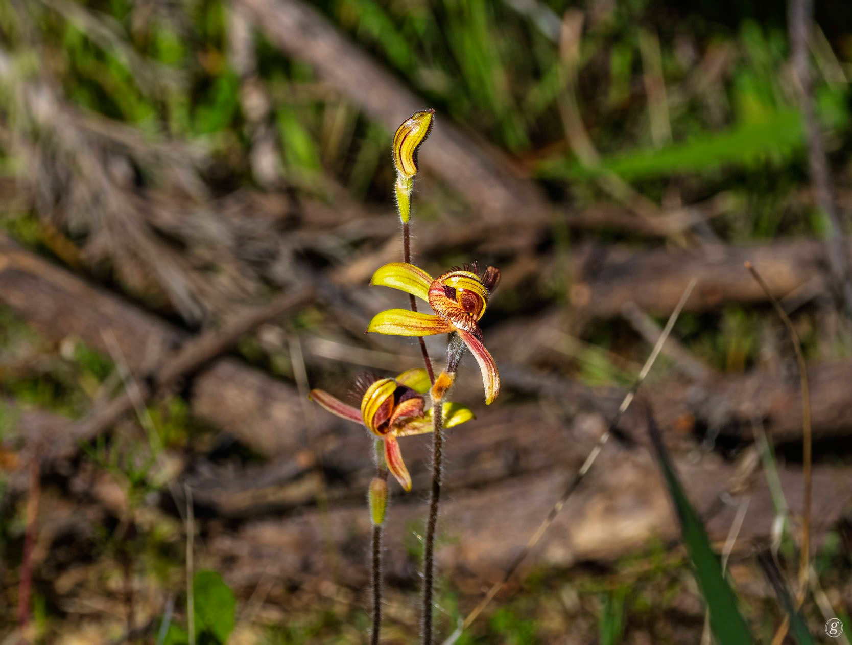Donkey Orchid (Diuris species)