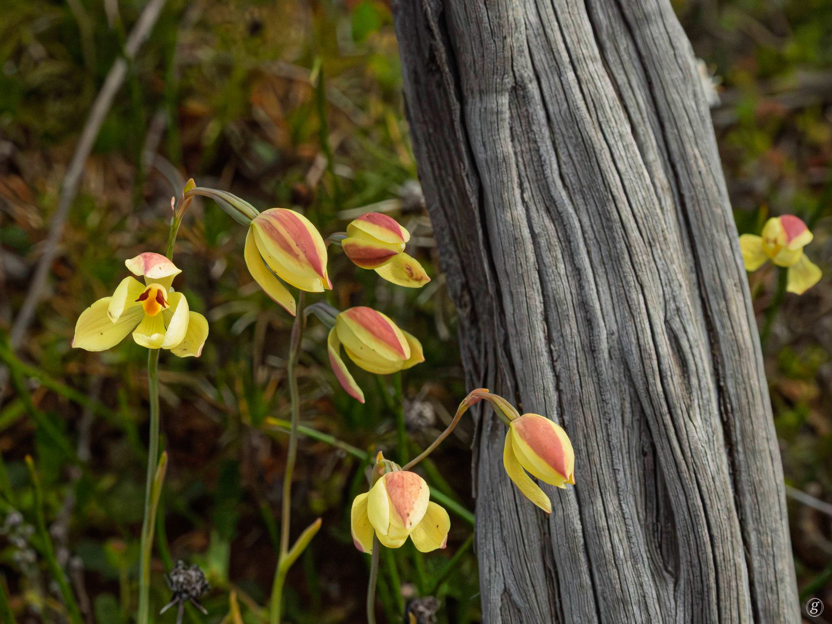 Donkey Orchid (probably Diuris corymbosa