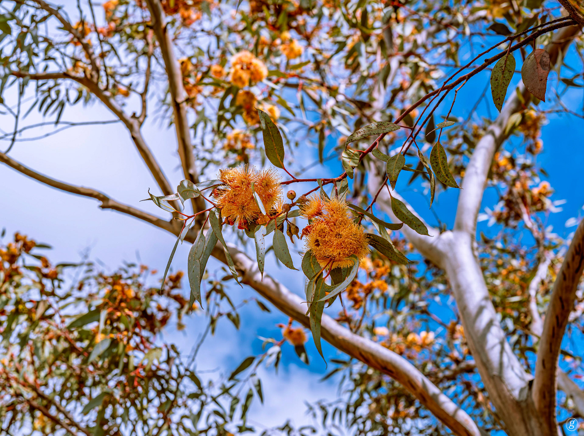 Yellow-flowering Gum (Corymbia calophylla)