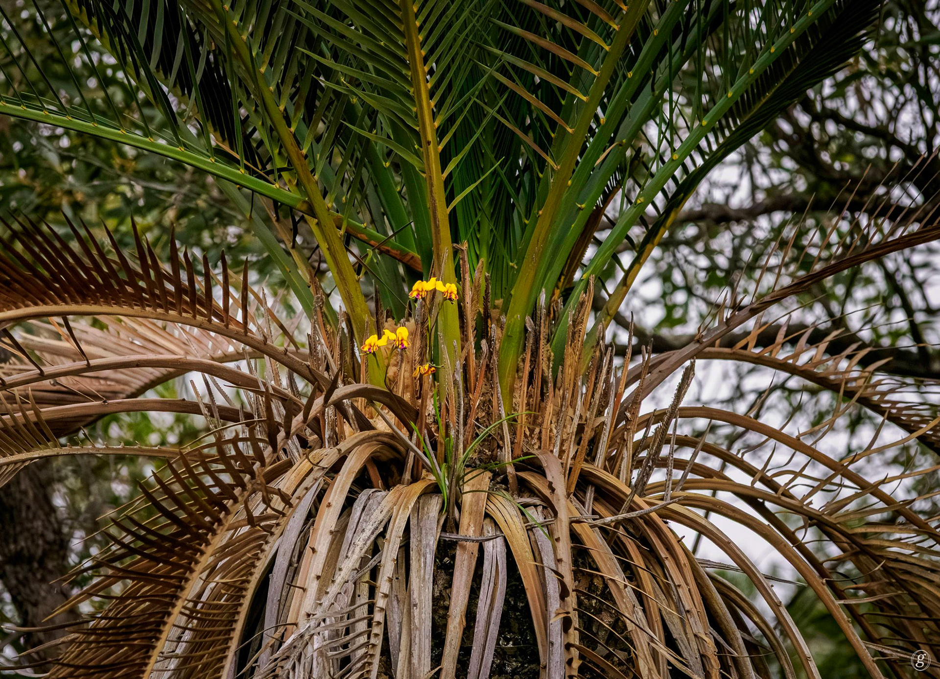 Zamia Palm with Macrozamia Flowers (Macrozamia riedlei)
