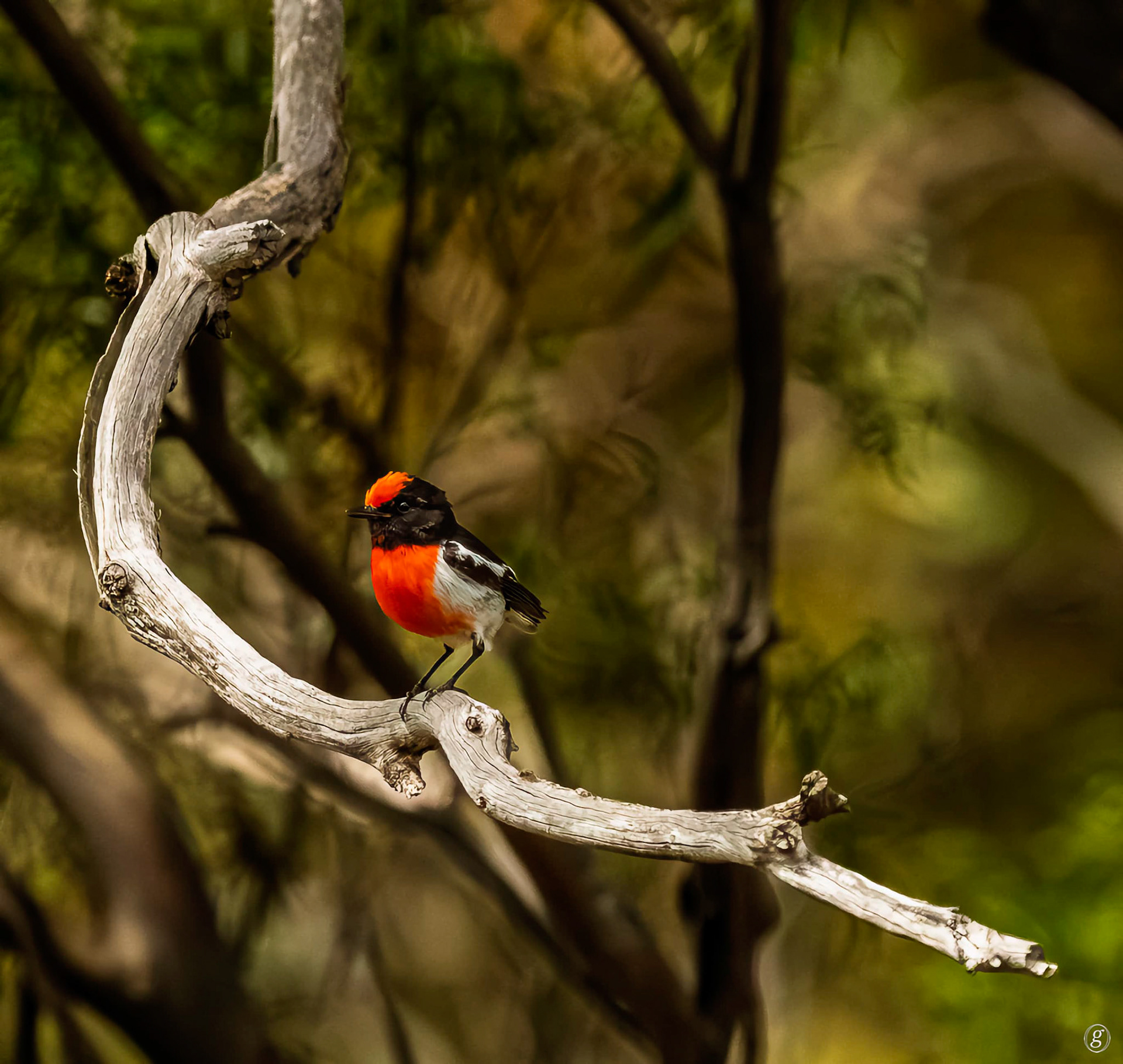 Red-capped Robin (Petroica goodenovii)