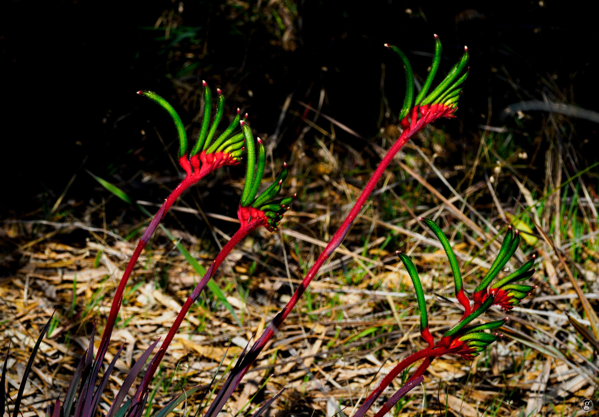 Red and Green Kangaroo Paw