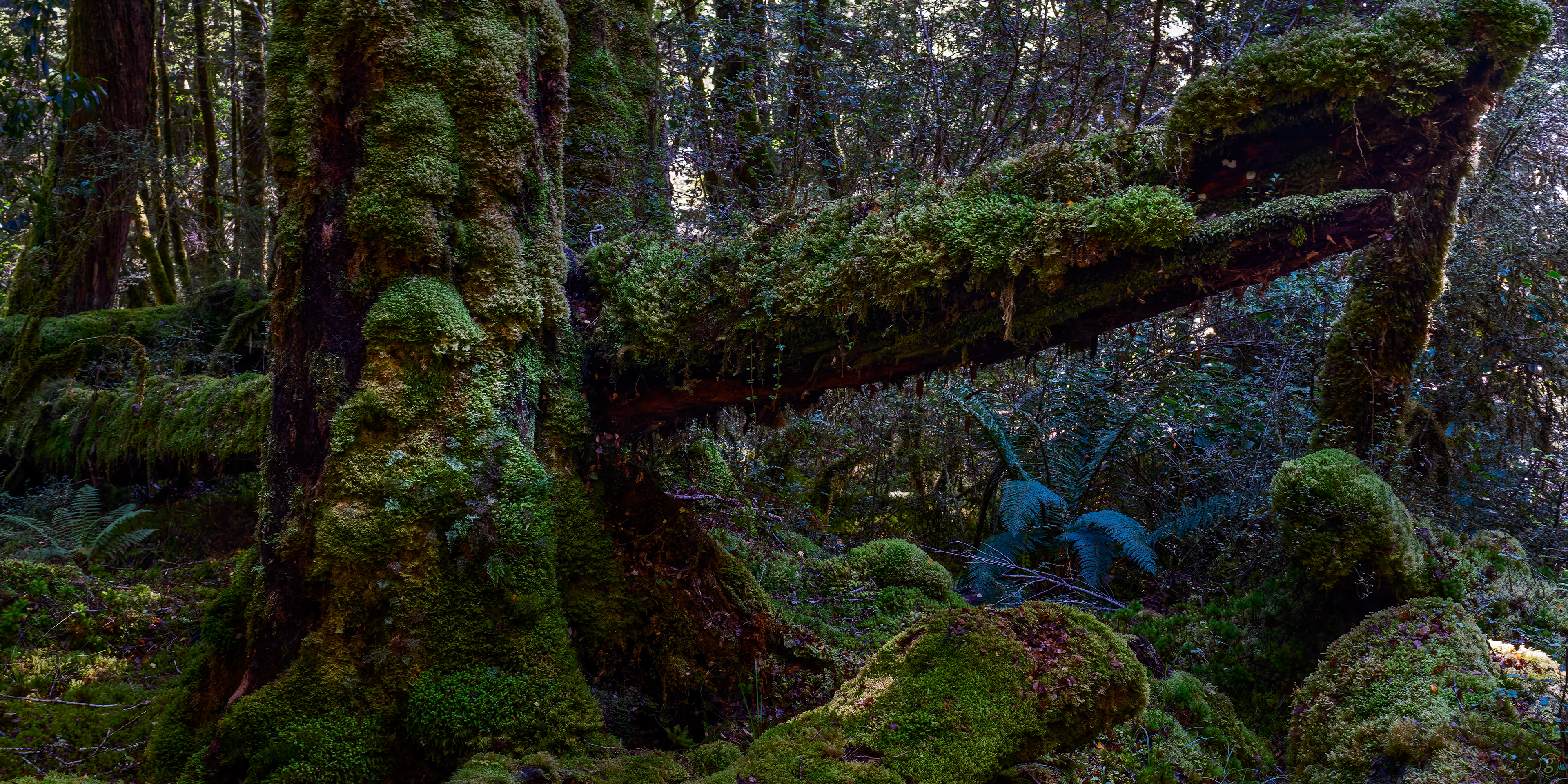 Rain-forest, Fiordland
