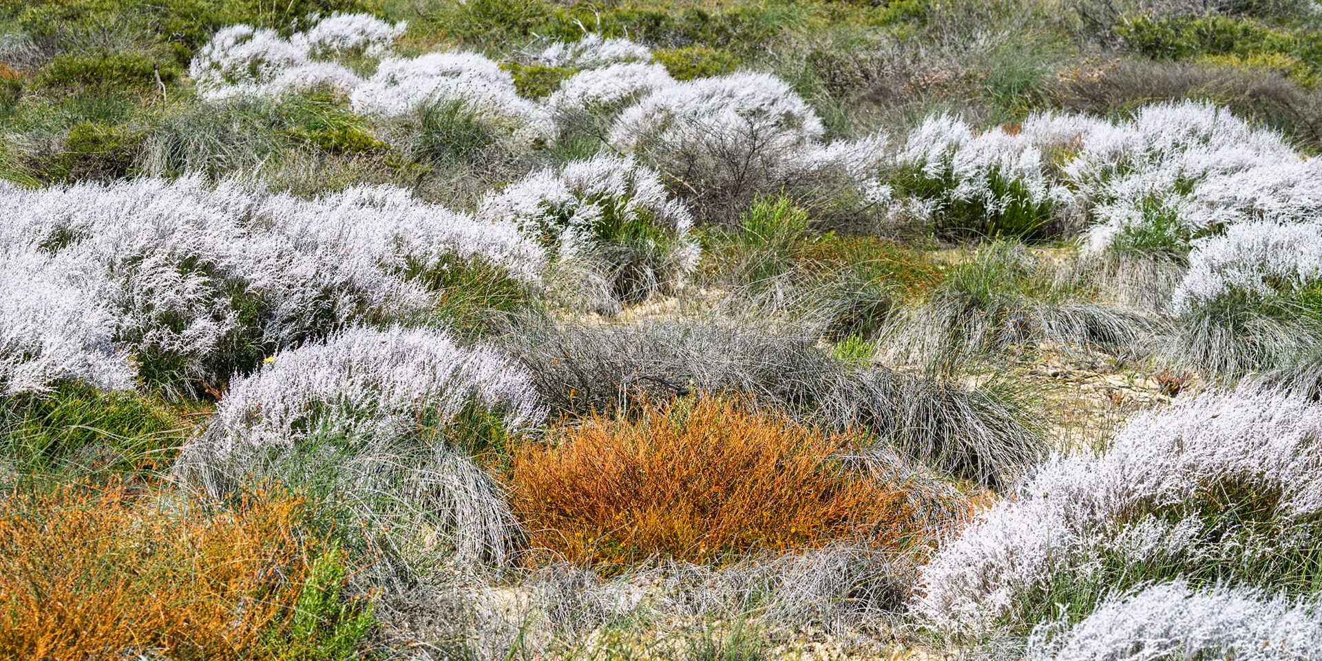 Smokebush (Conospermum species, possibly Conospermum stoechadis)