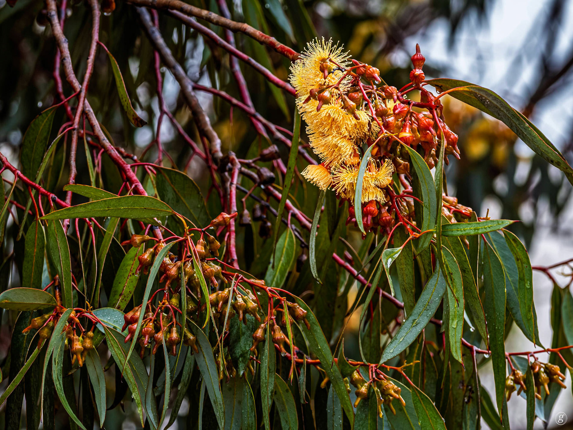 Another Yellow-flowering Gum