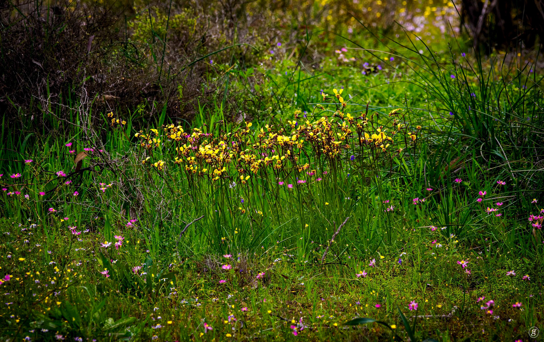 Yet more Donkey Orchids