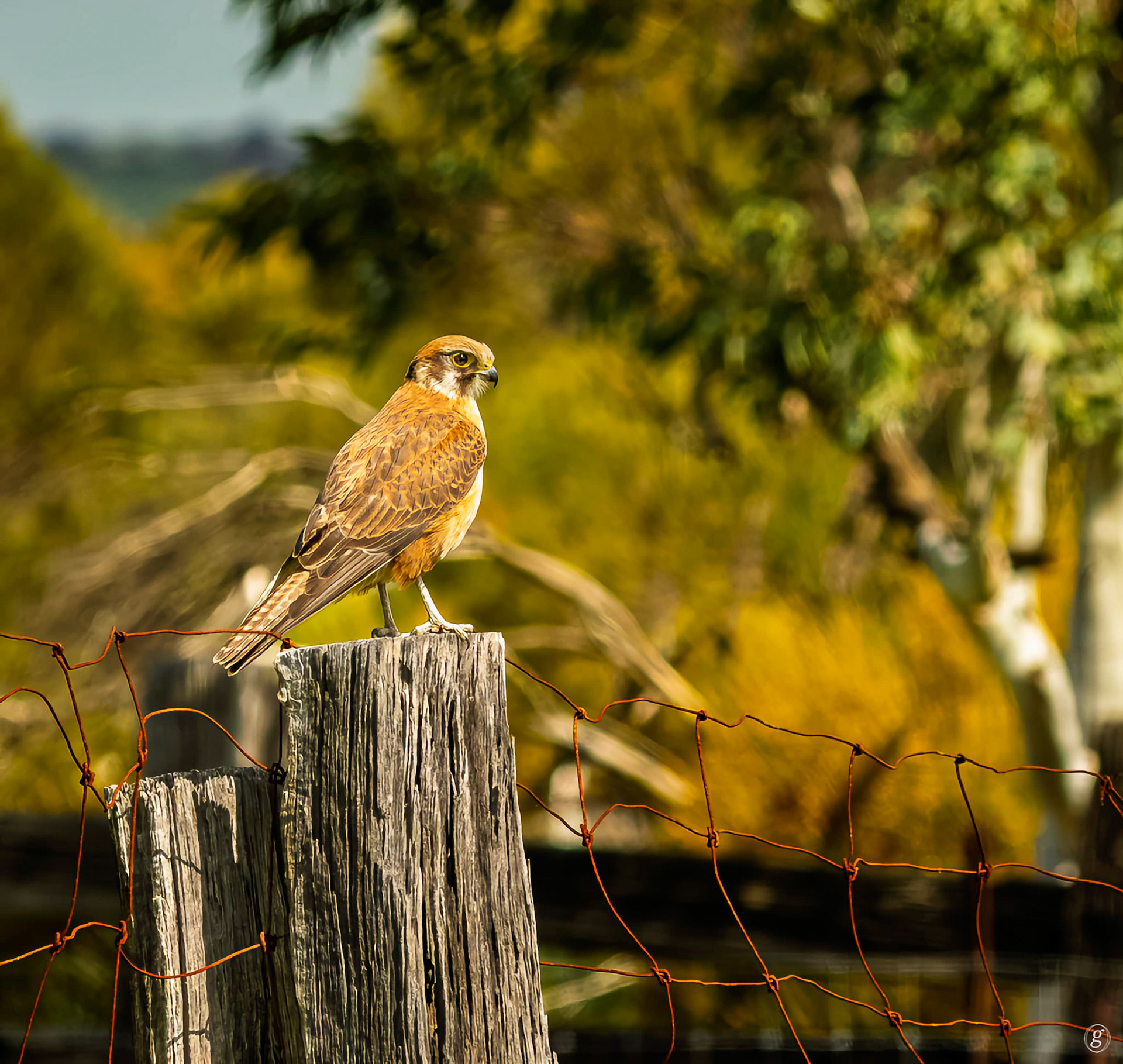 Nankeen Kestrel (Falco cenchroides)
