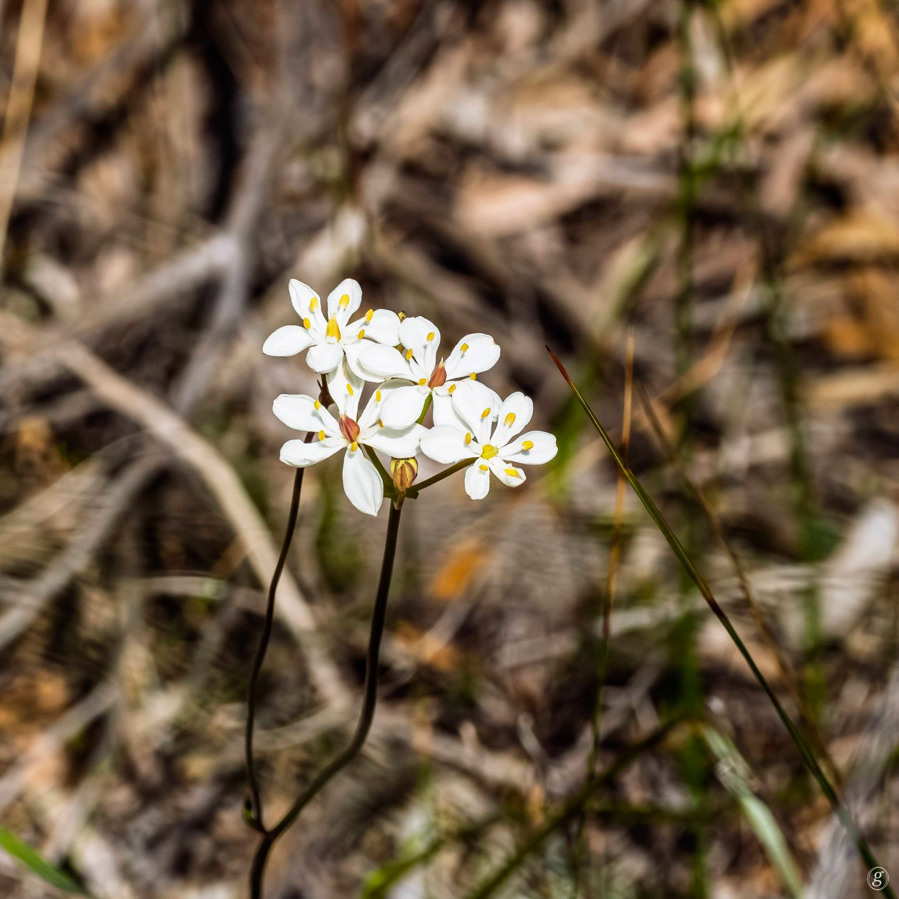 Milkmaids (Burchardia umbellata2