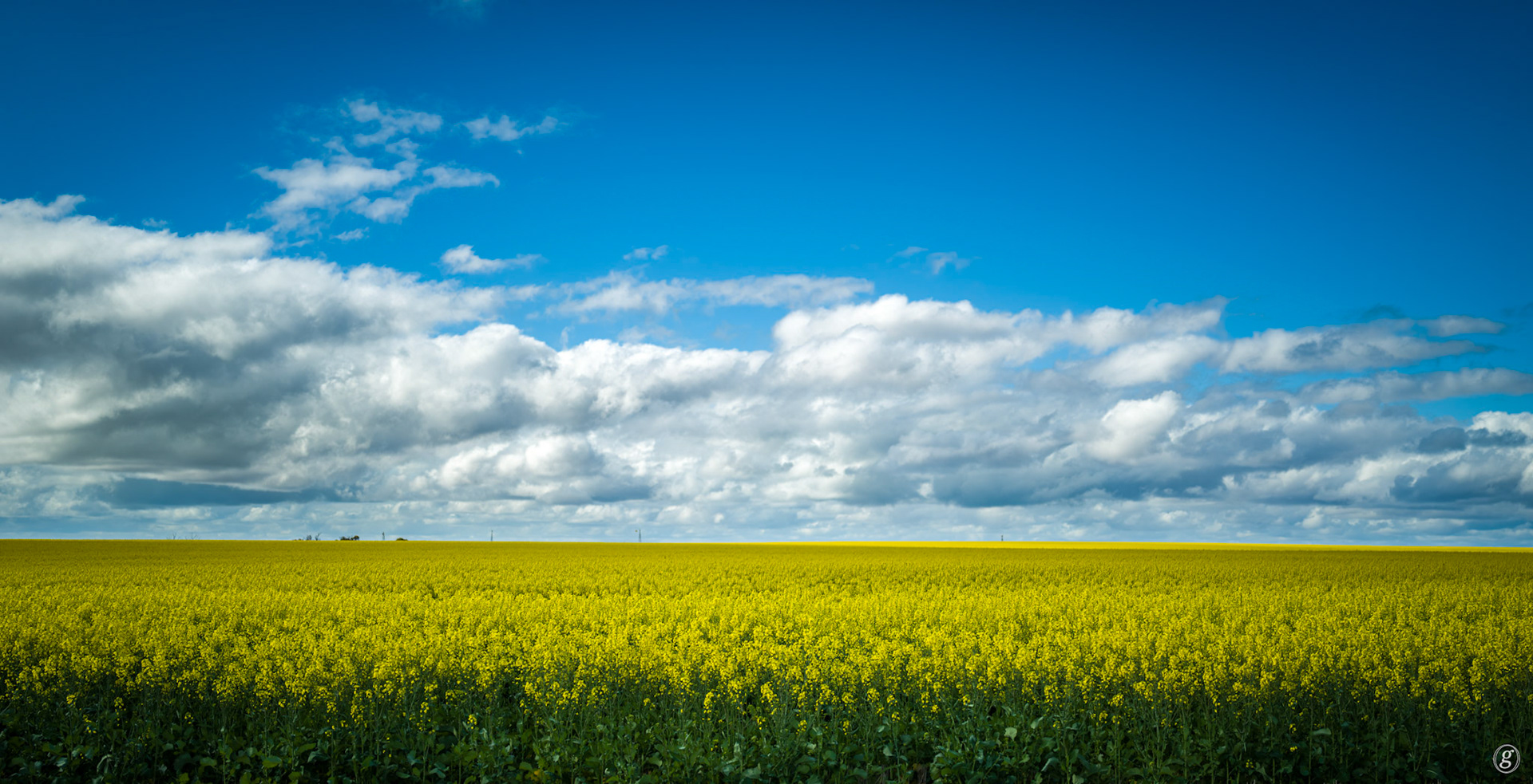 Canola - horizon to horizon
