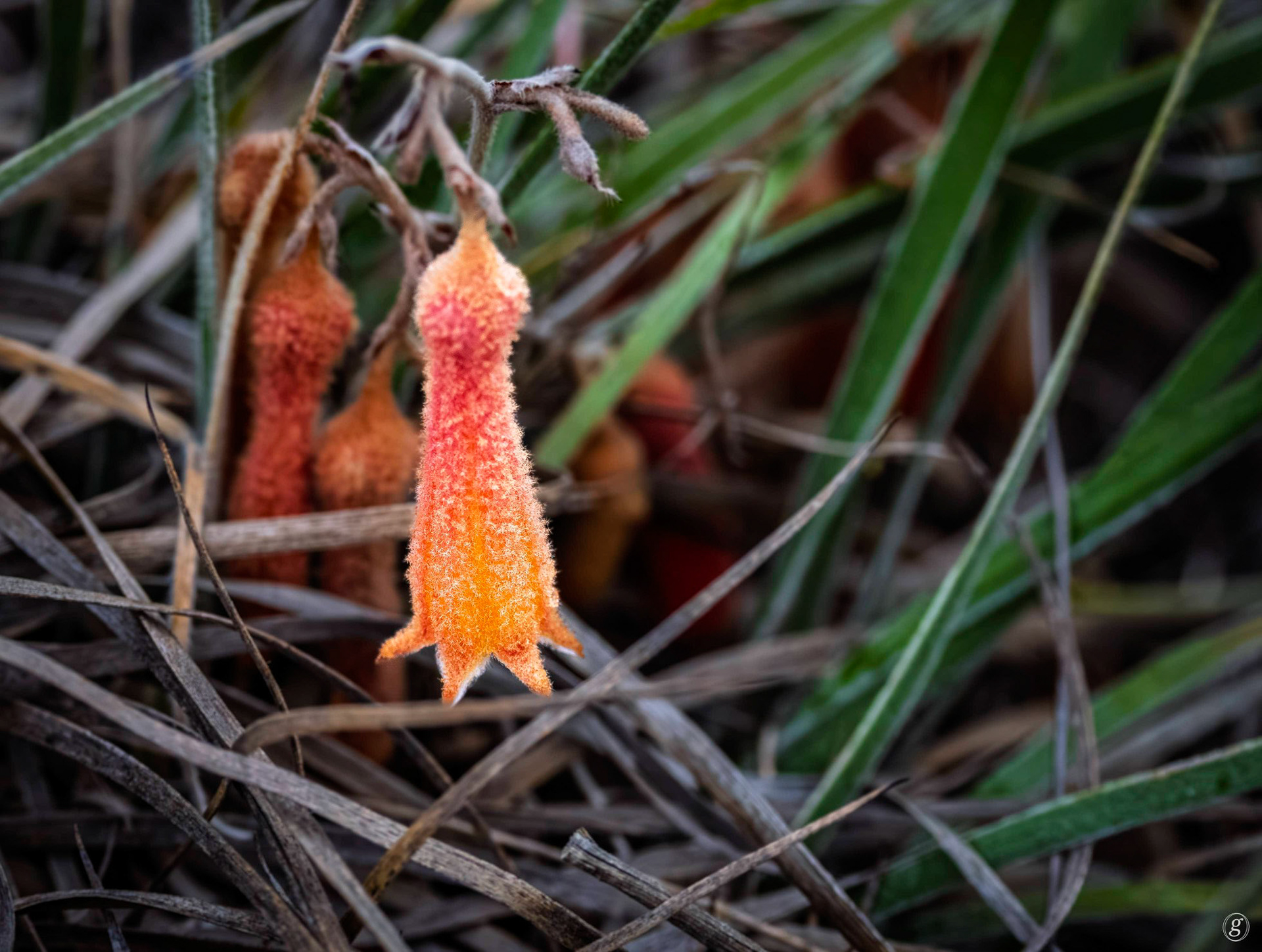 Native Foxglove