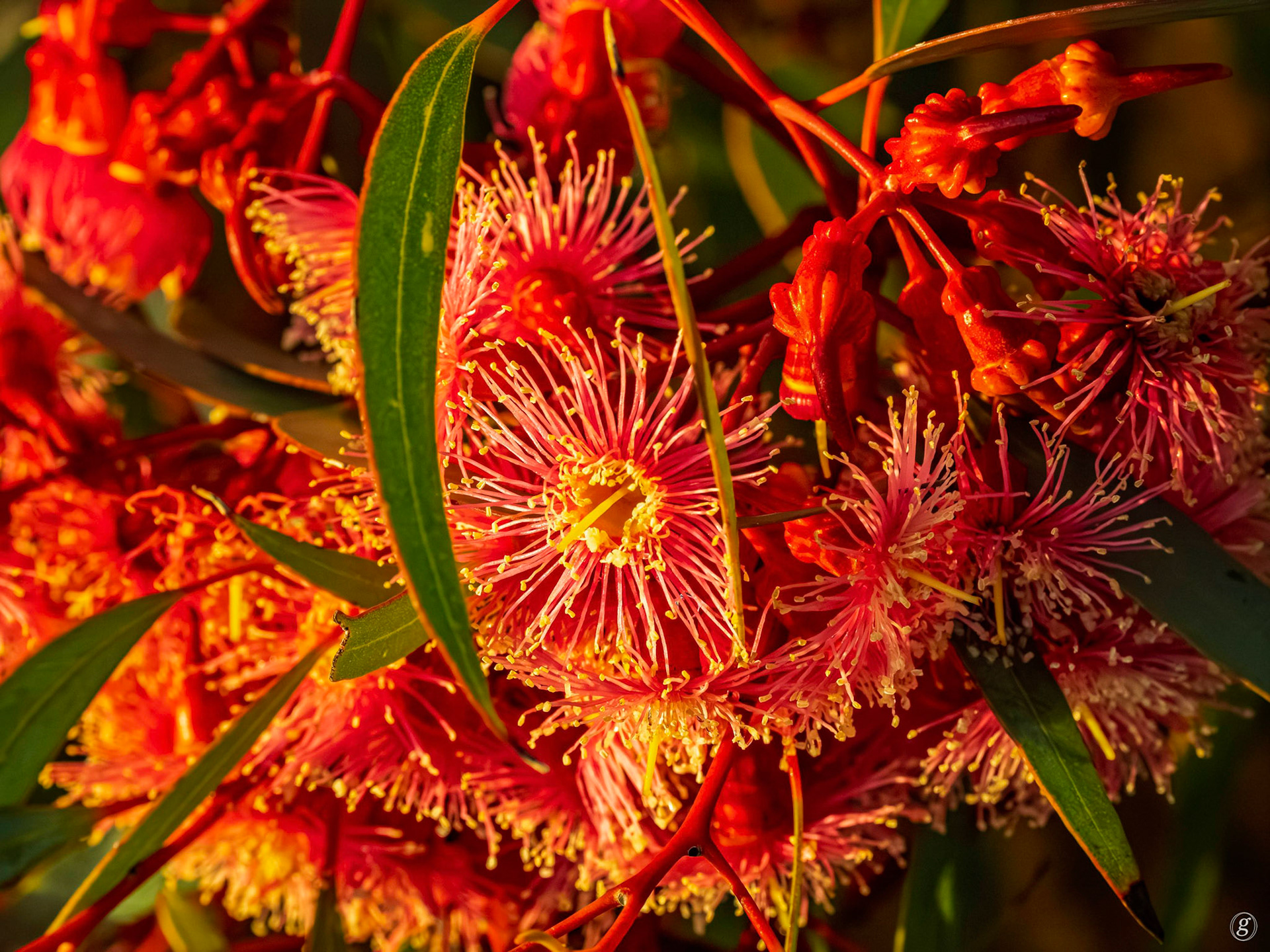 Red-flowering Gum-2