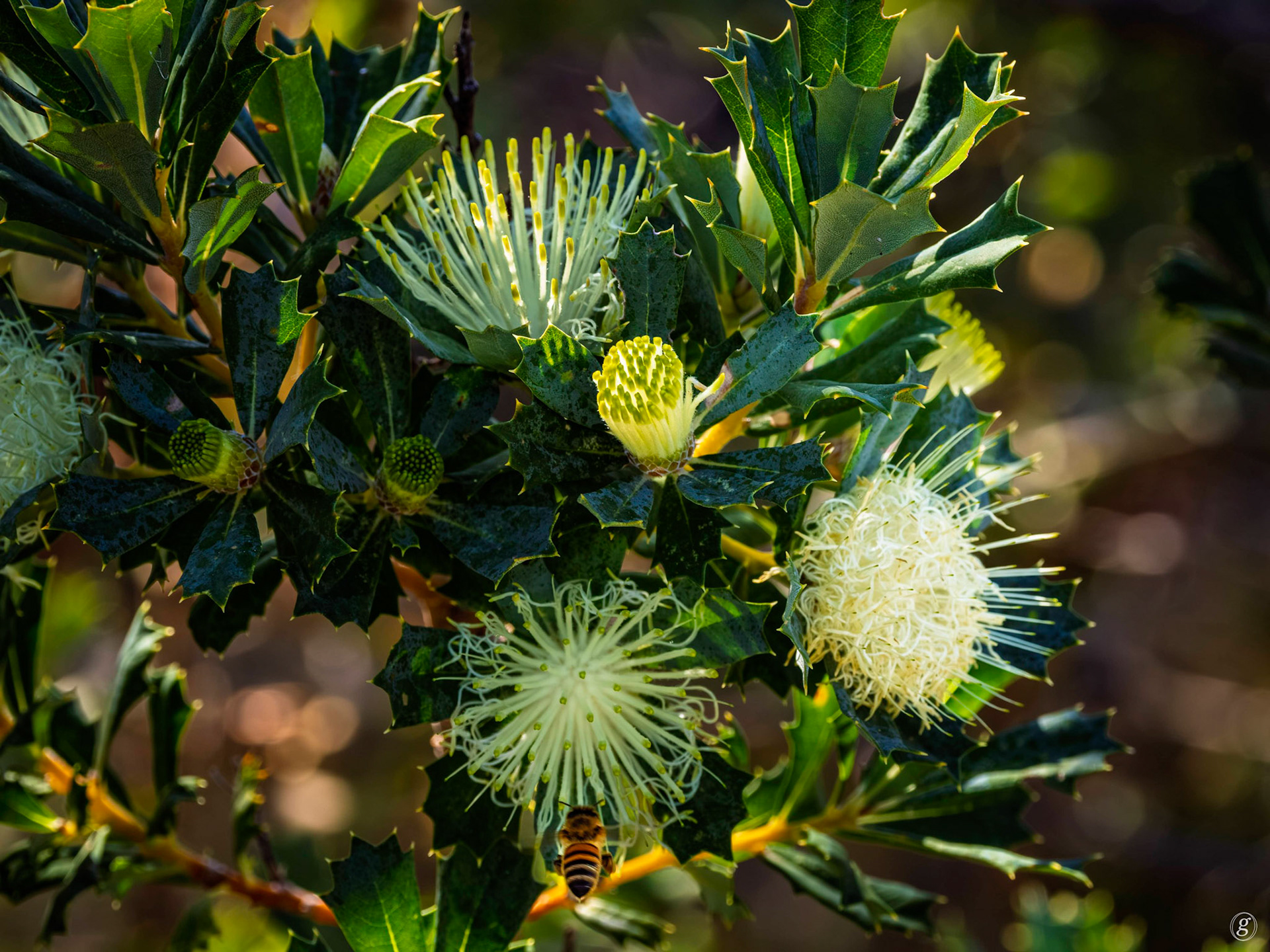 Hakea laurina (Pincushion Hakea)