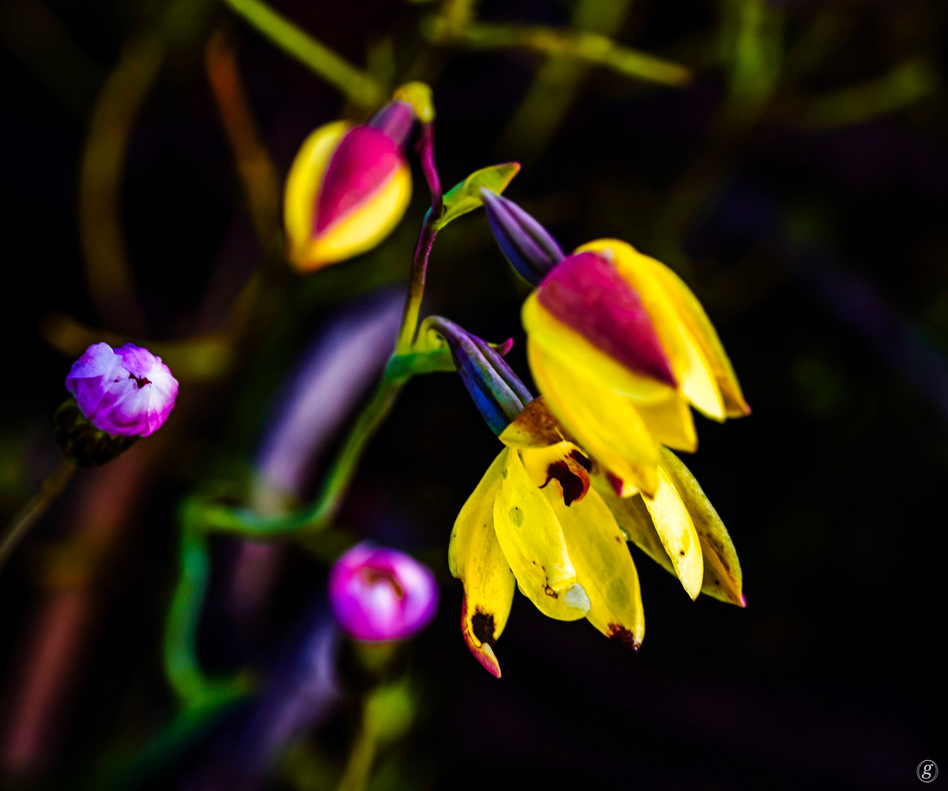 Donkey Orchid