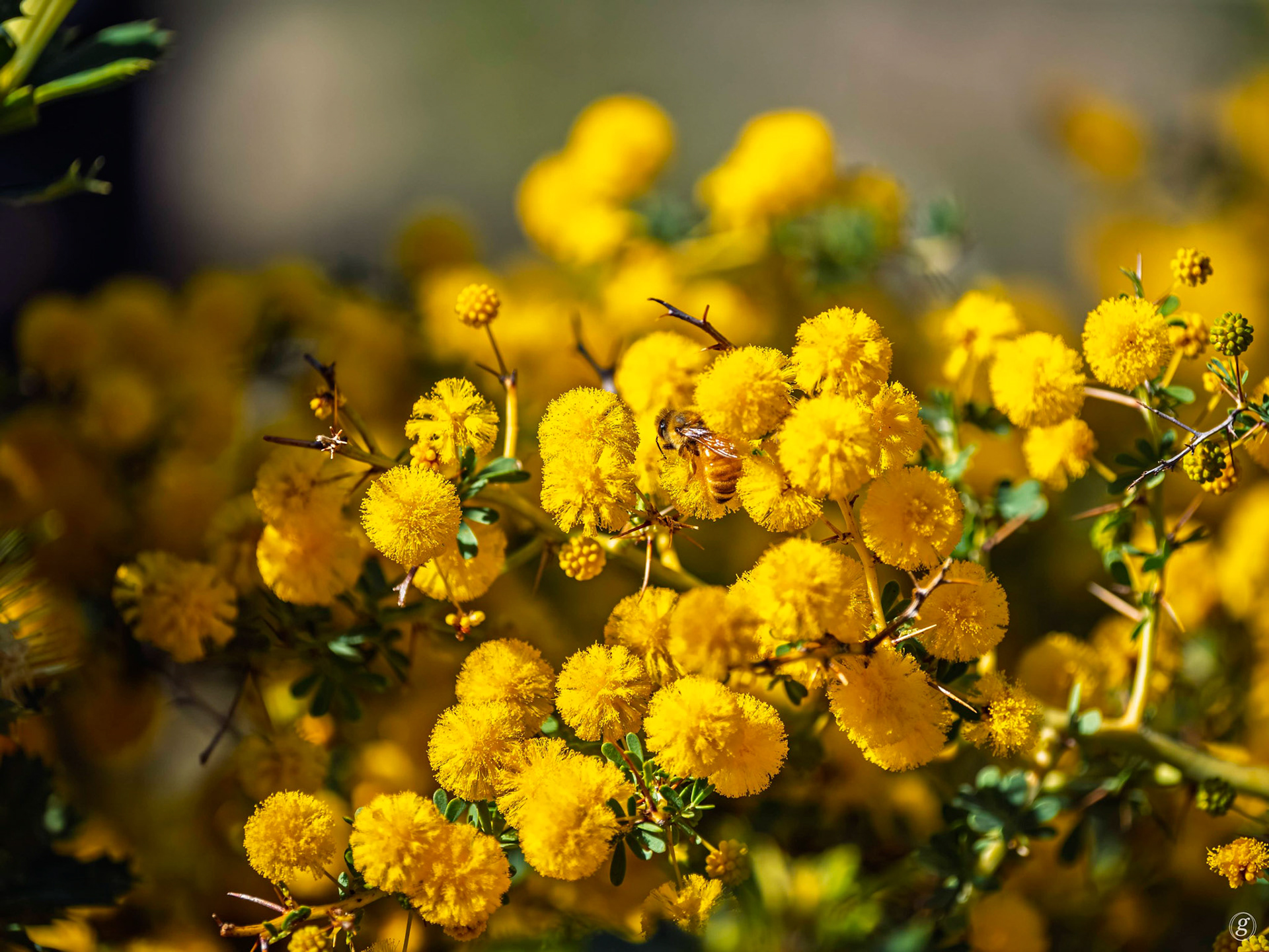 Golden Wattle