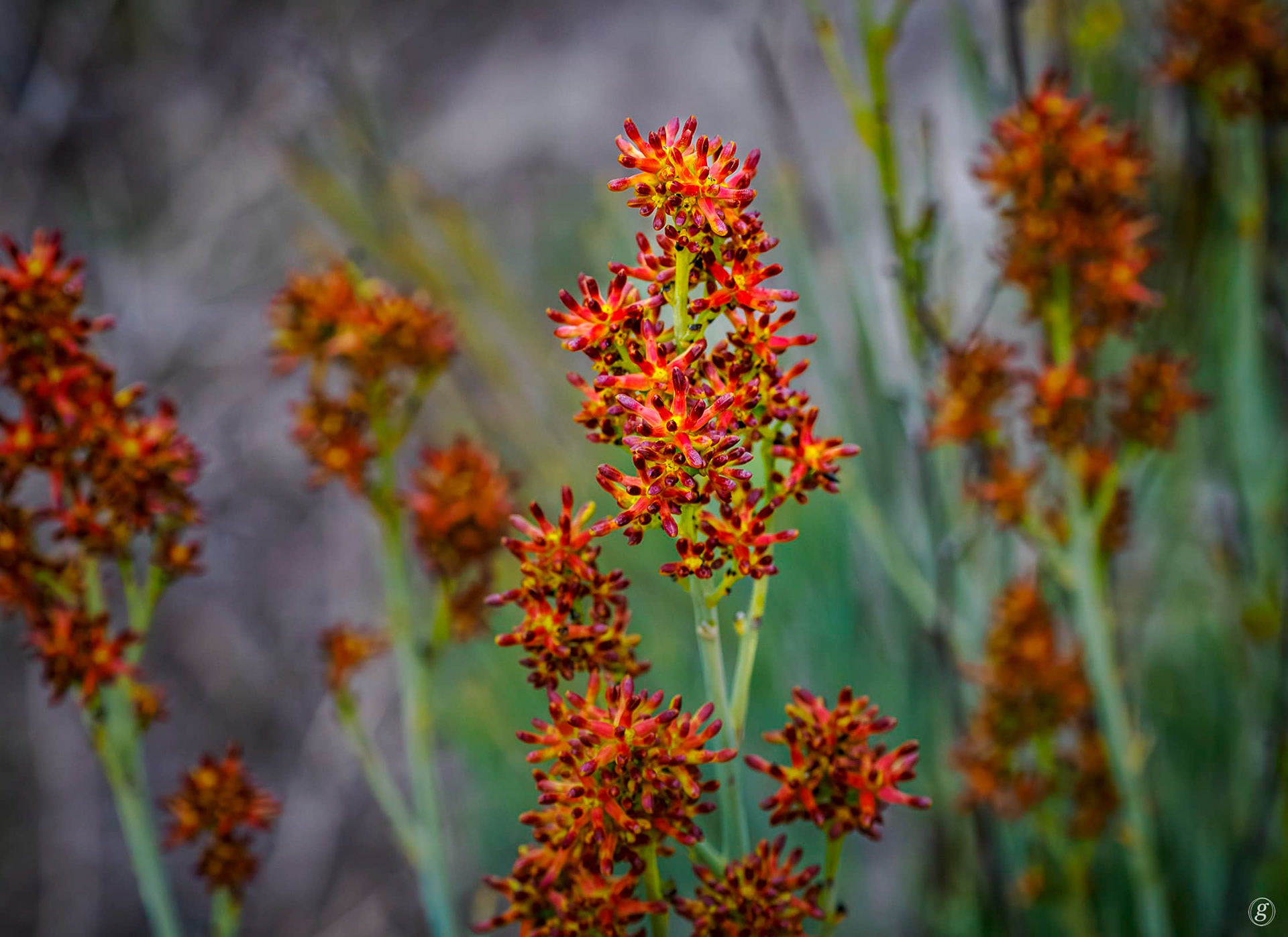 Rusty Petrophile (Petrophile species)