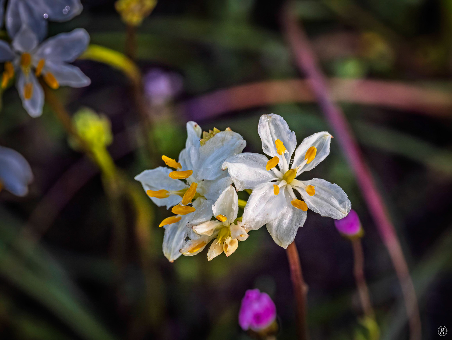 Milkmaids (Burchardia umbellata)