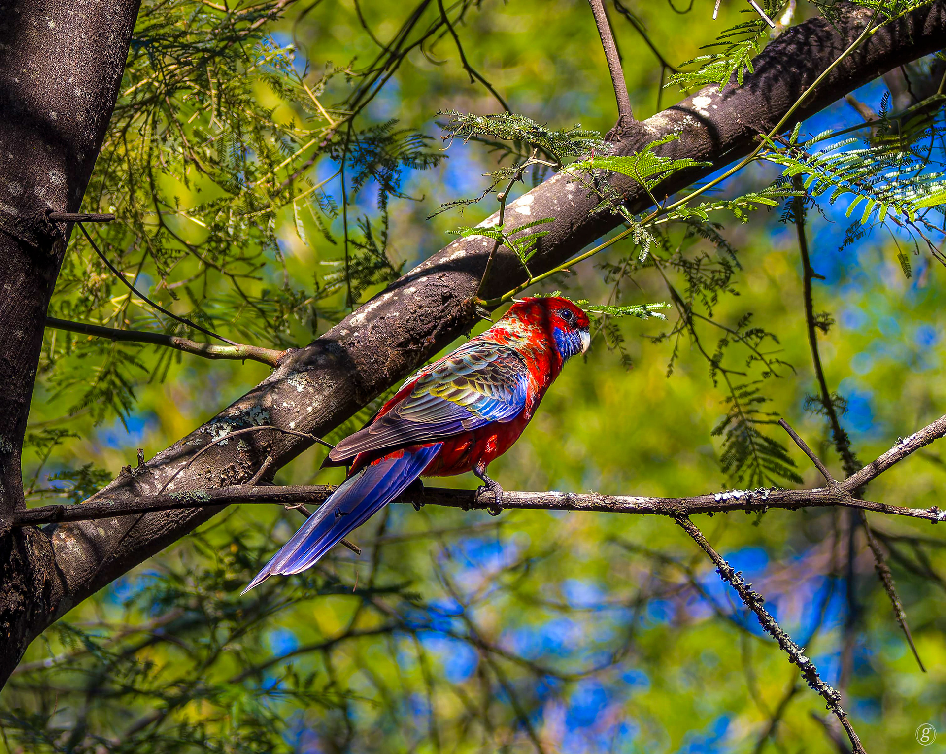 Red & blue bird