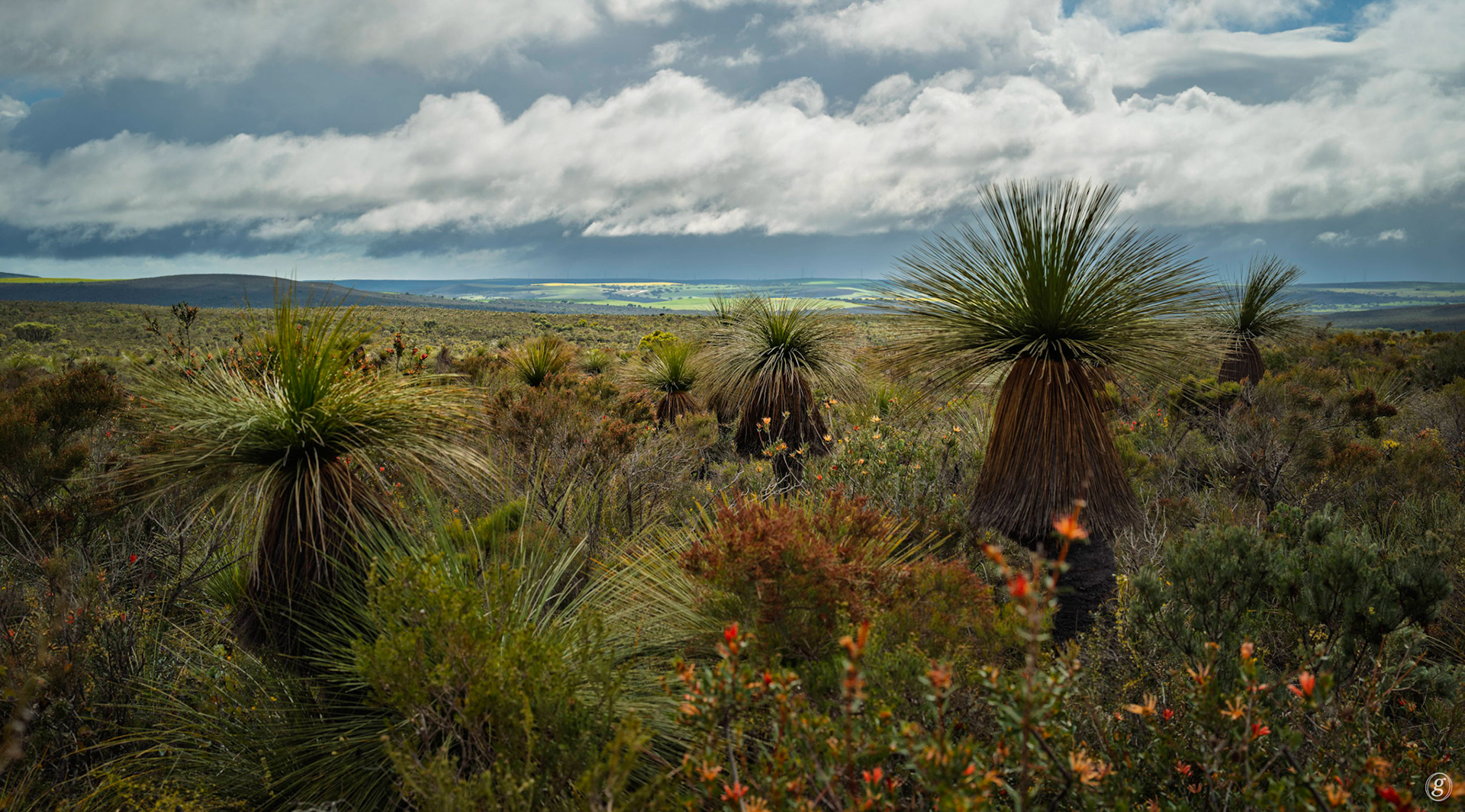 Grass Trees - Blackboys (Xanthorrhoea preissii)