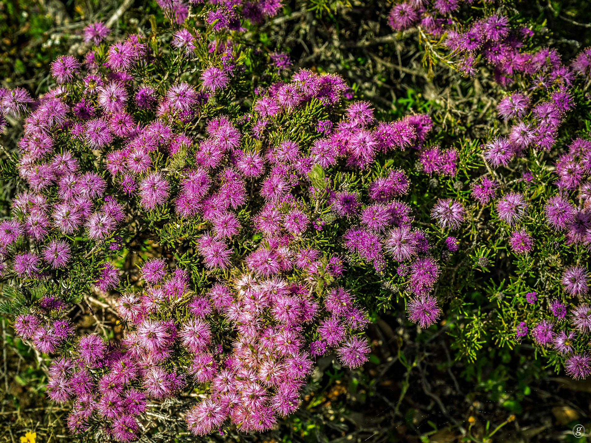 Pink Featherflower (Verticordia species, probably Verticordia monadelpha)